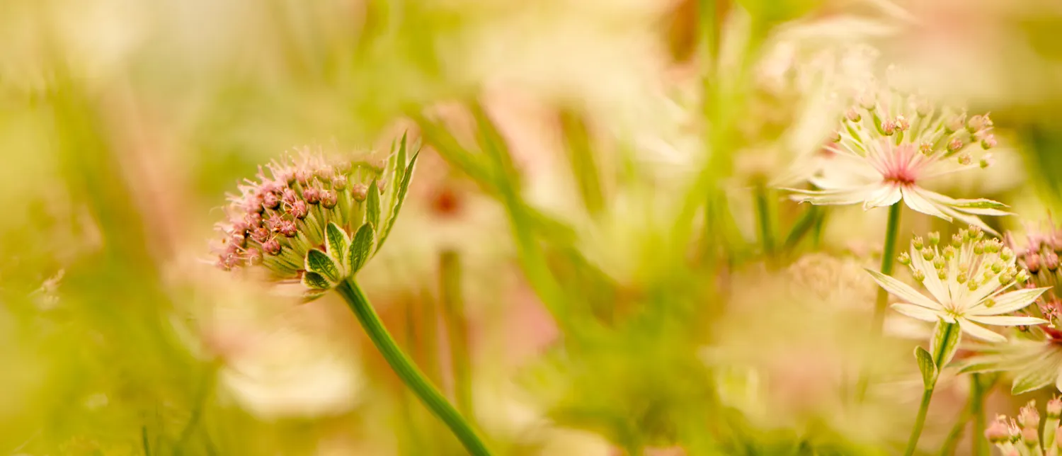 Wild flowers