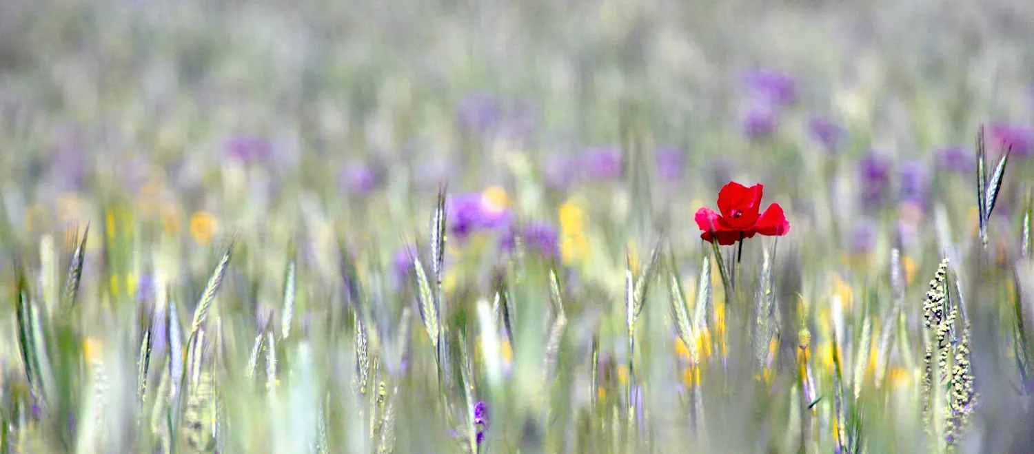 Wild flowers