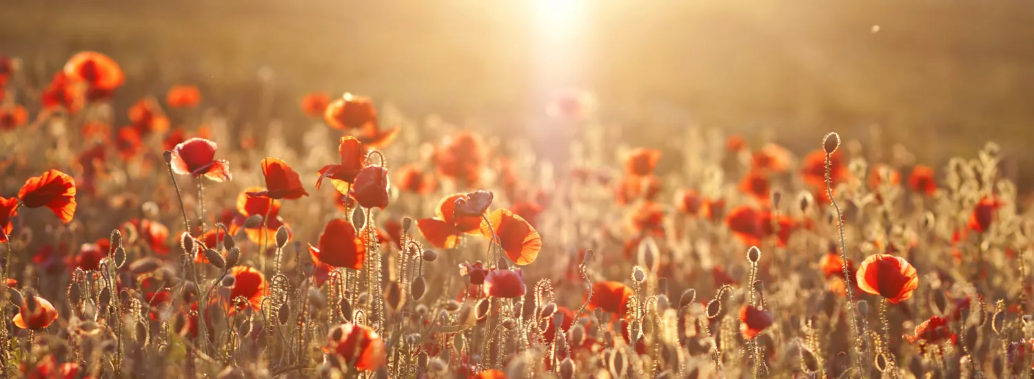 Wild flowers