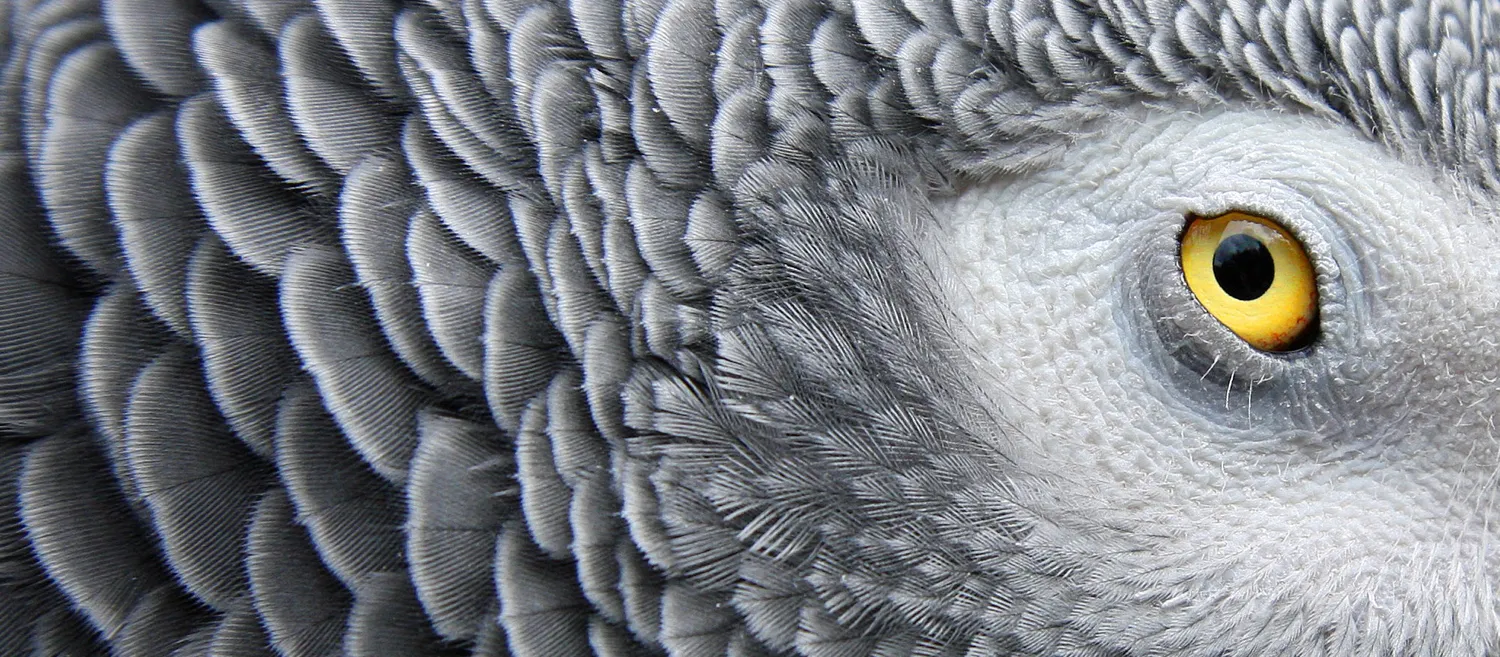 Shades of grey