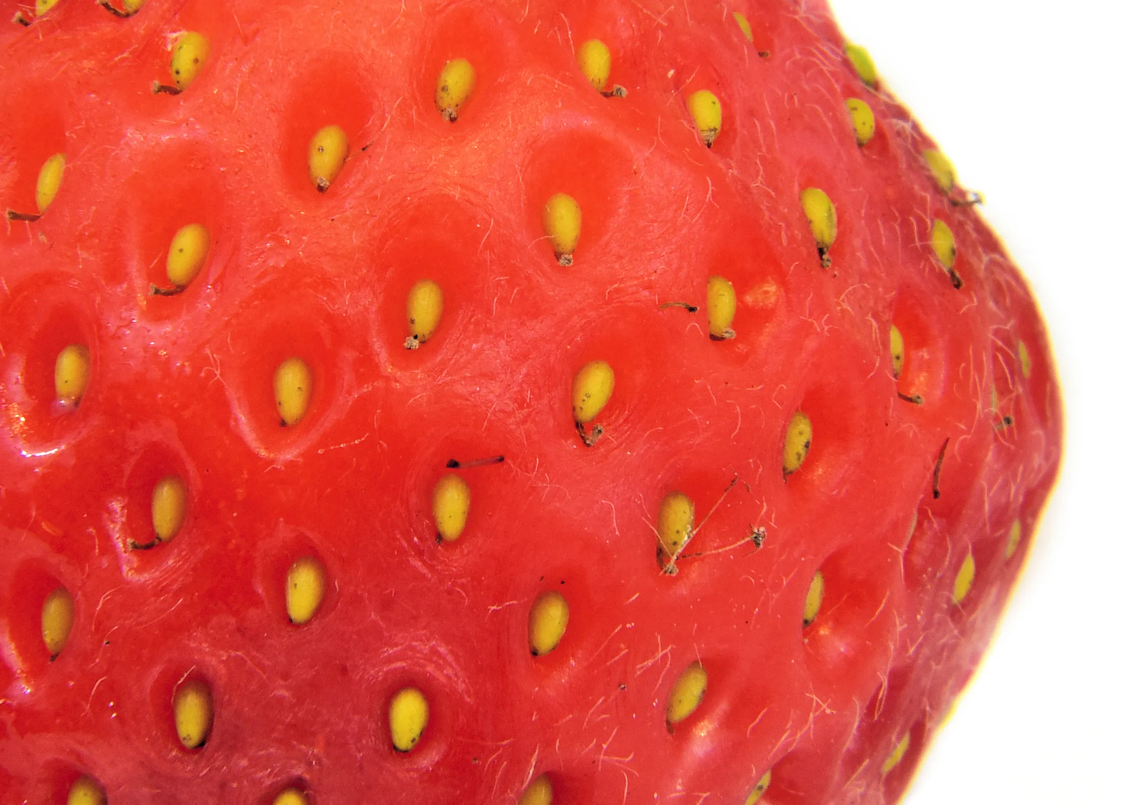 Macro Food