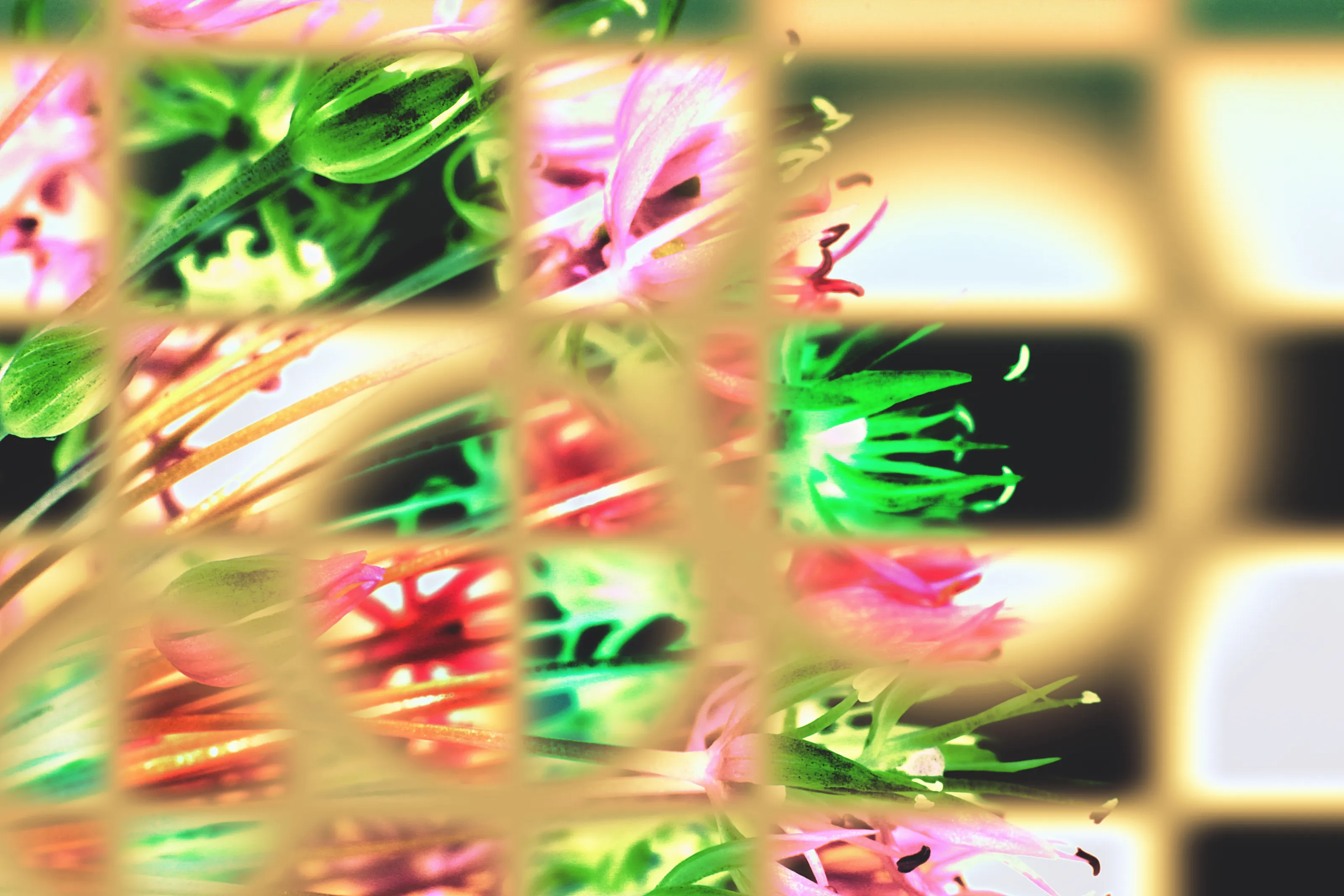 Abstraction's Eye