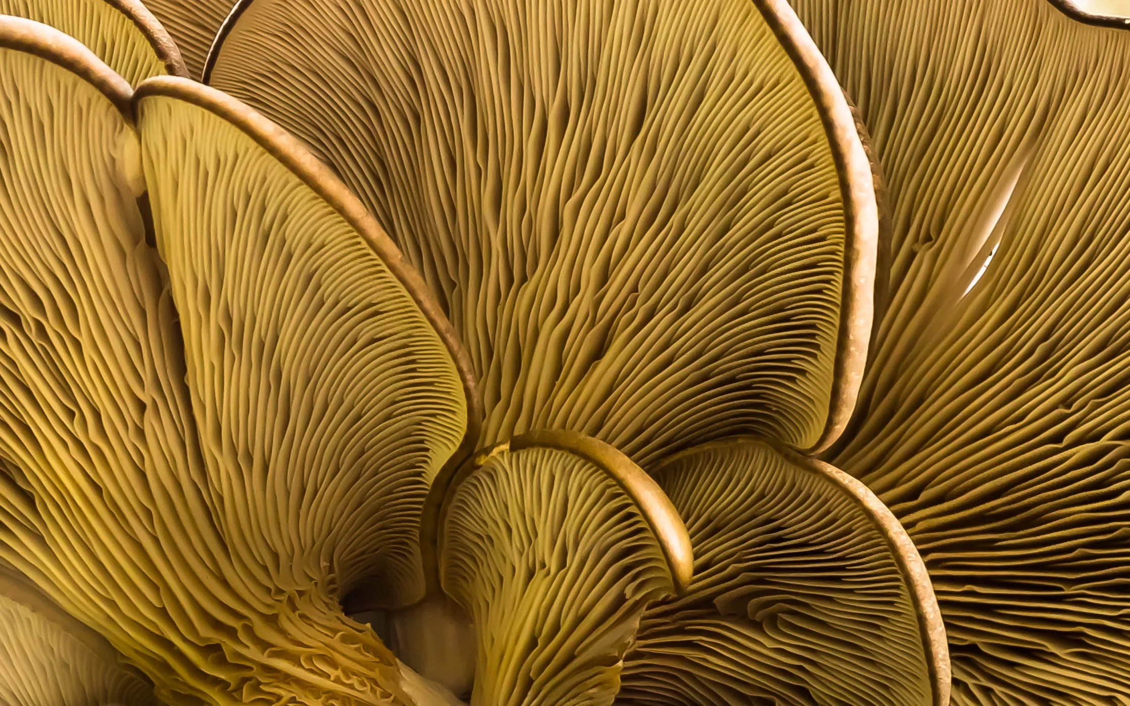 Mushrooms