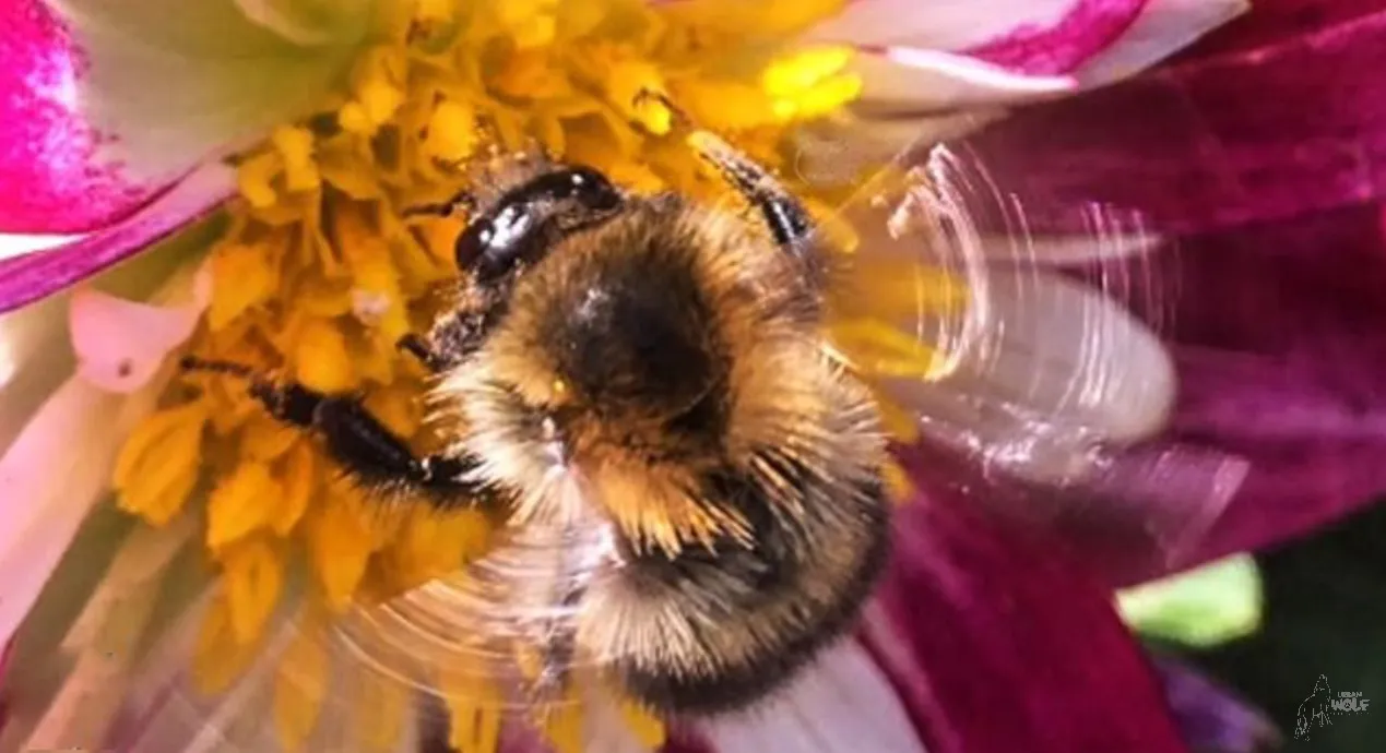 Bumblebees