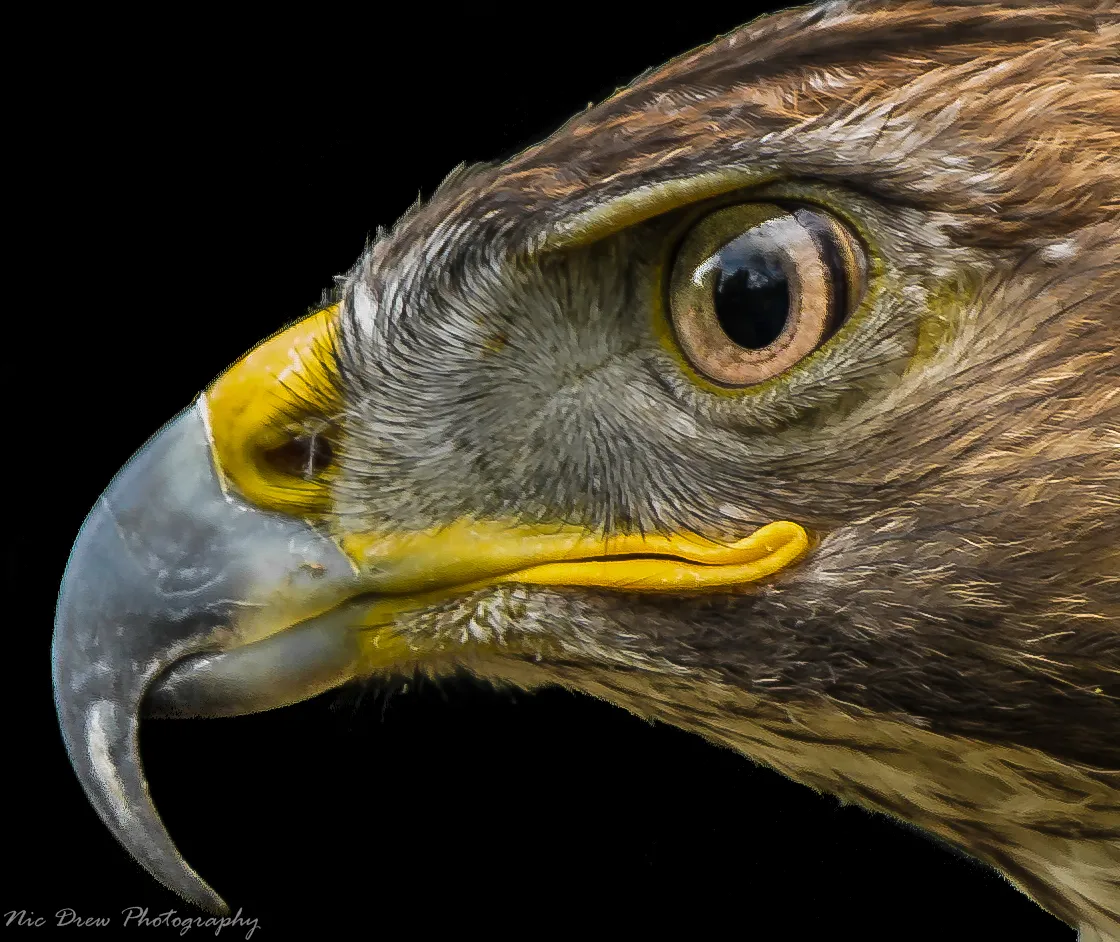 Animal Eye