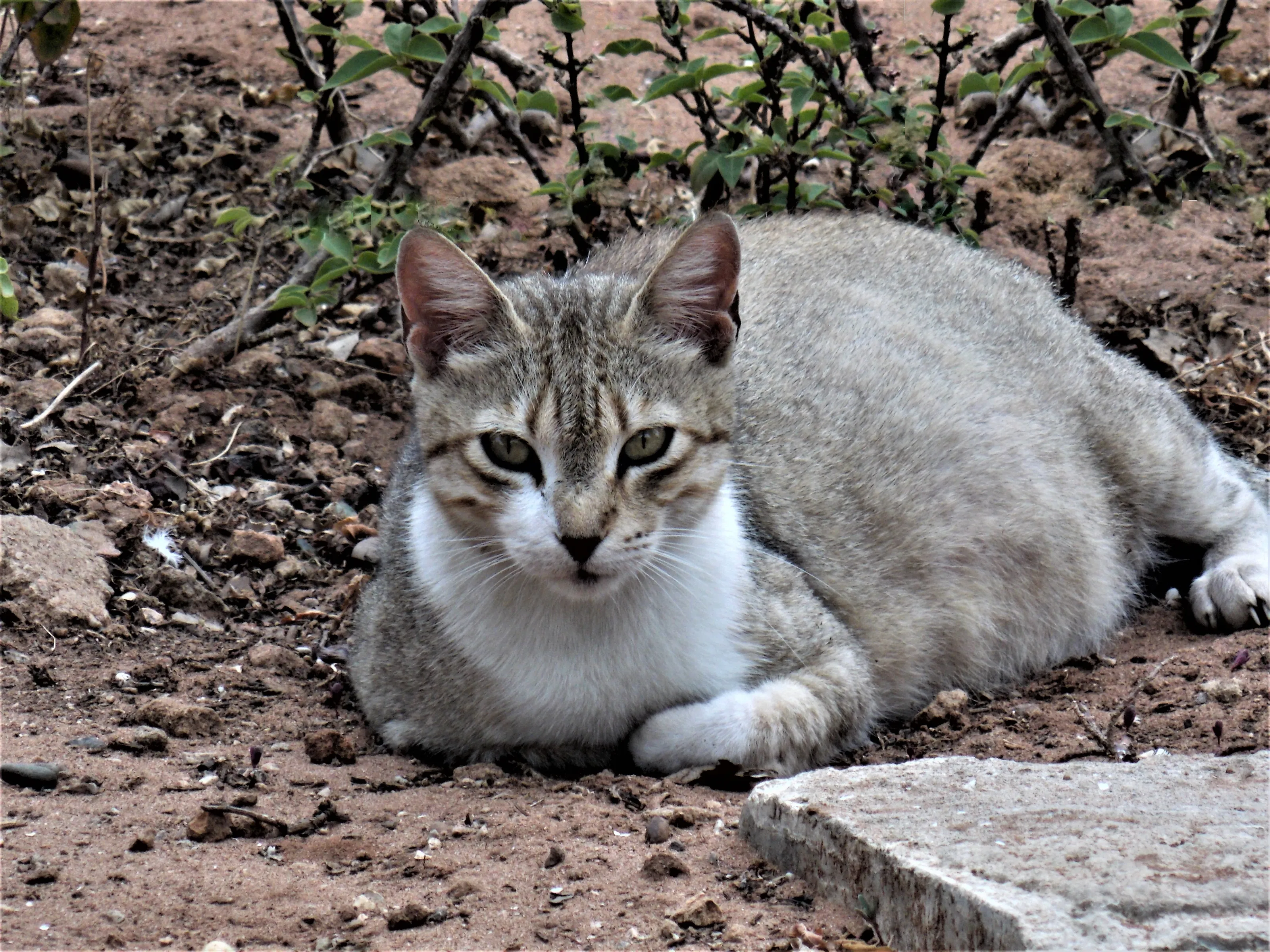 Pregnant Animals (Domestic and wild animals)
