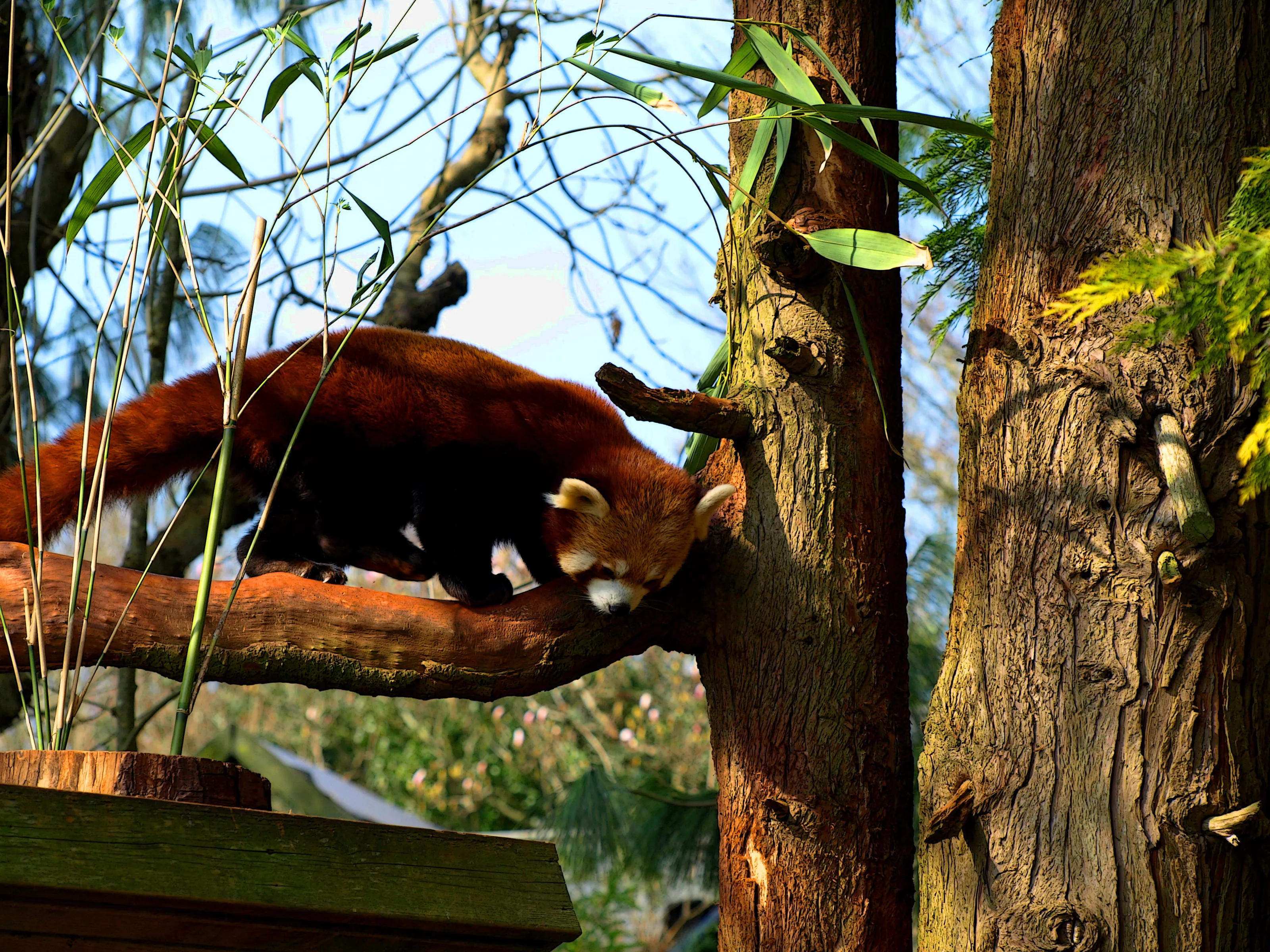 Red Pandas