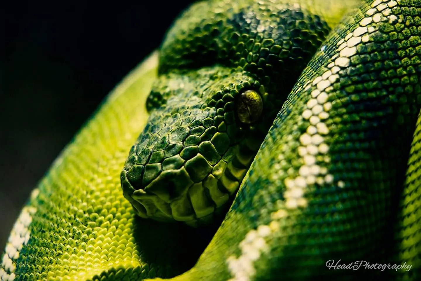 Textures of Animals