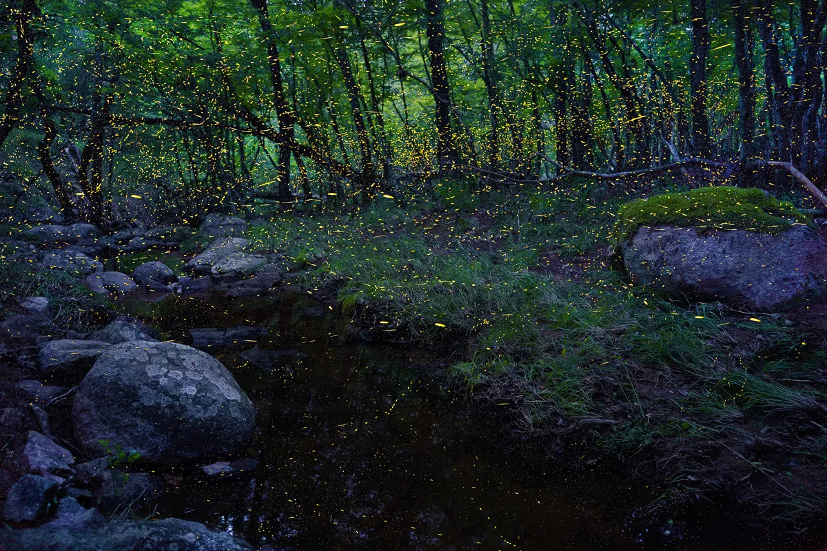 Fireflies