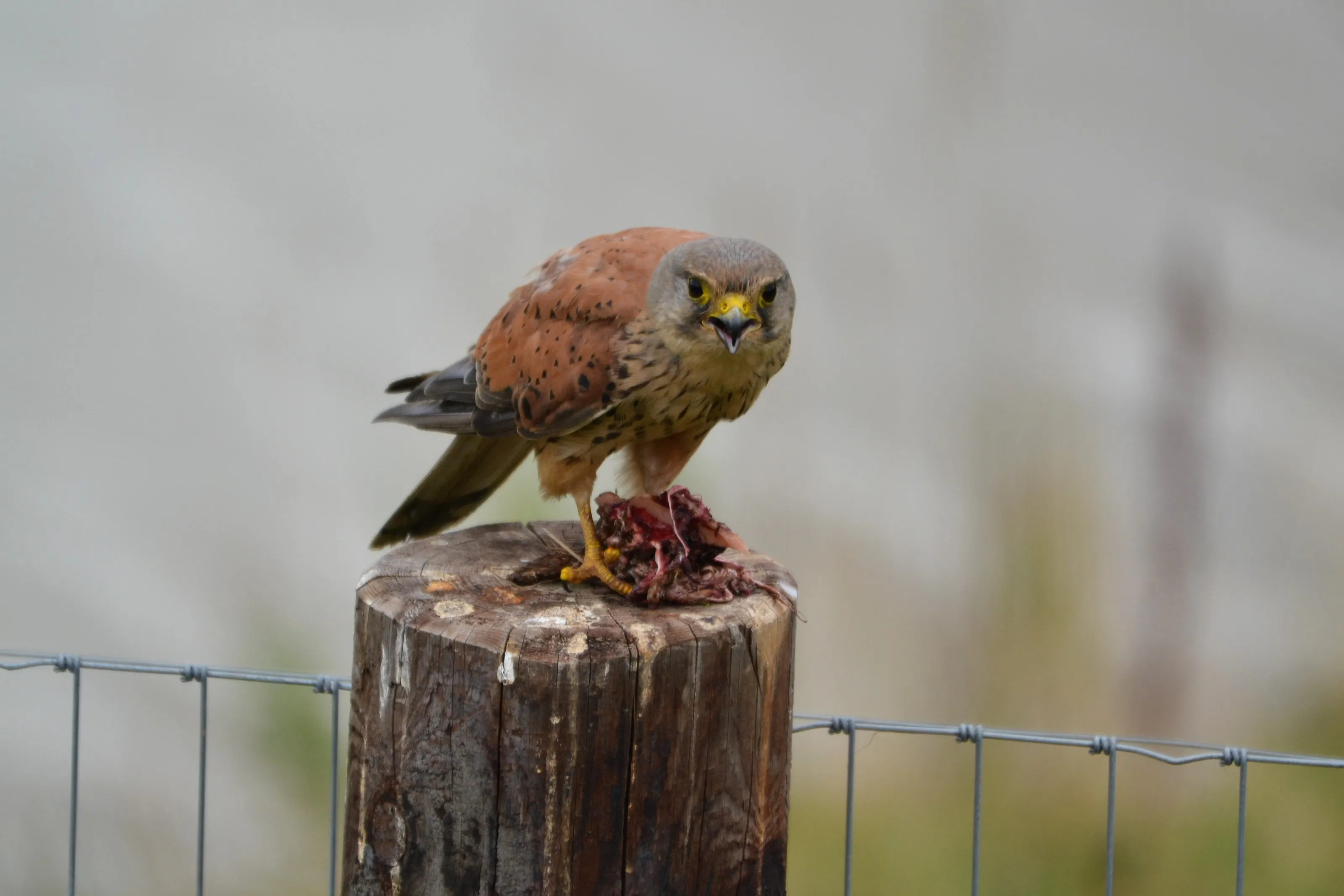 Wild Birds of Prey