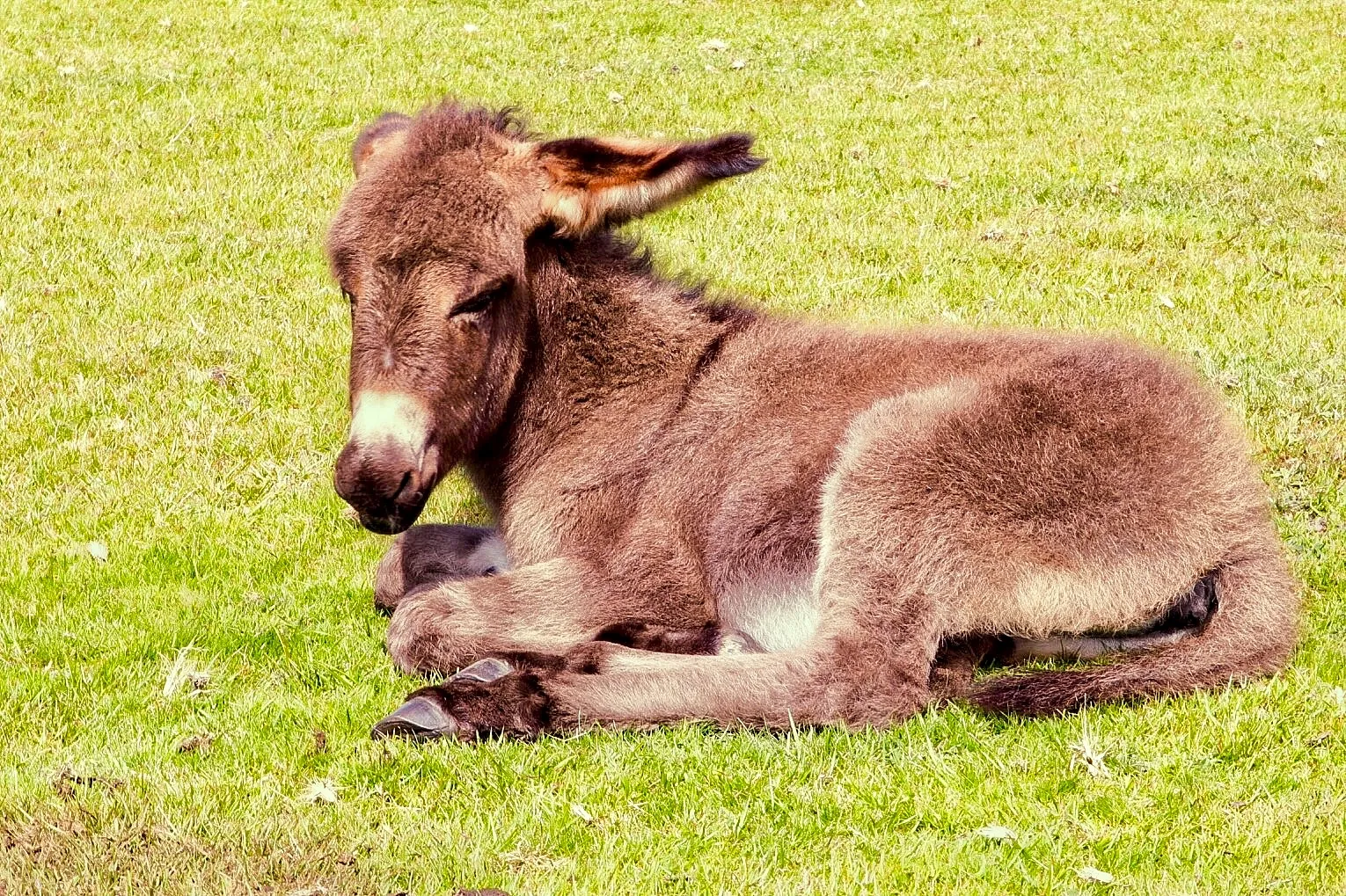 Delightful Donkeys