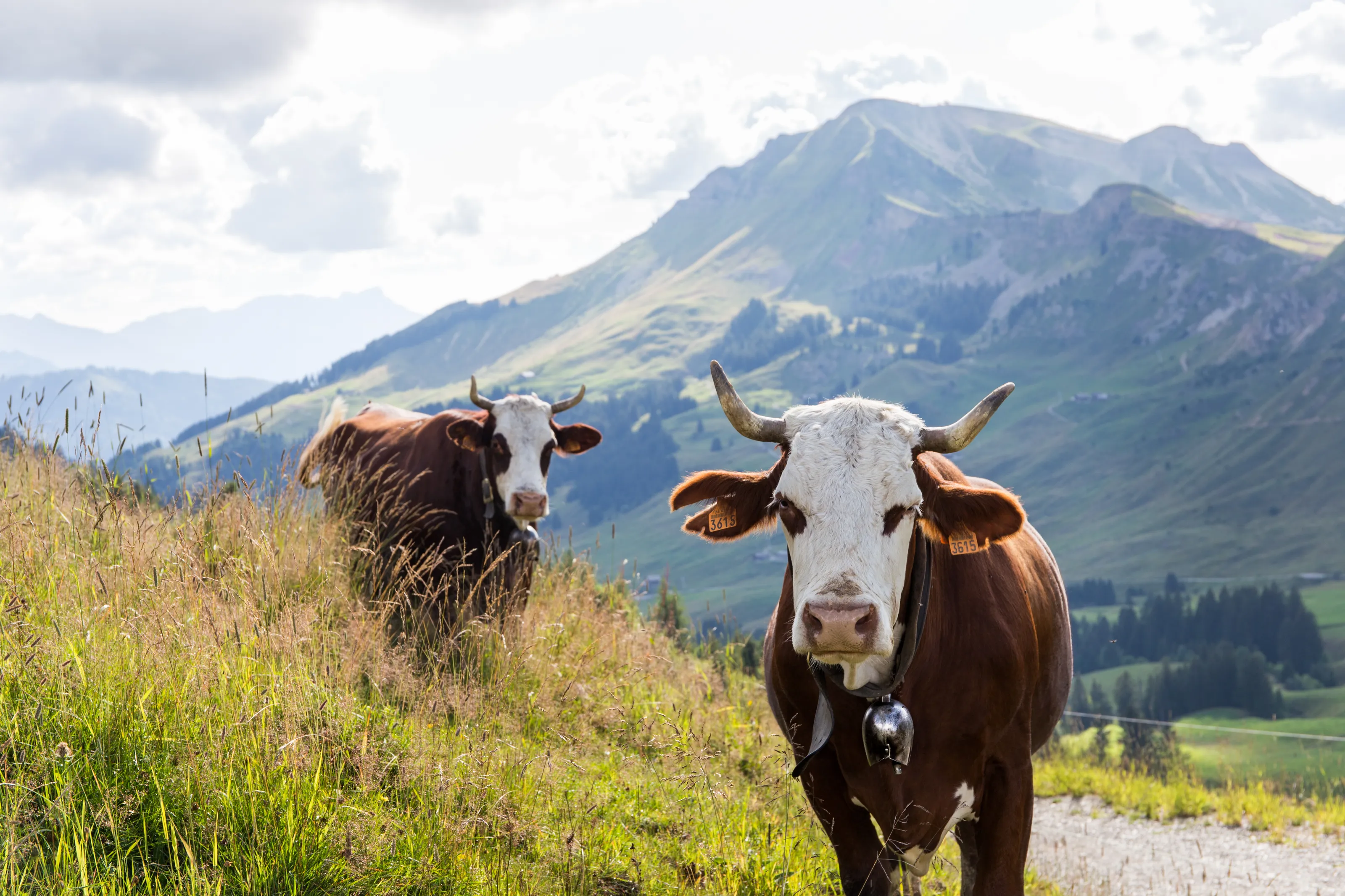 The French Alps