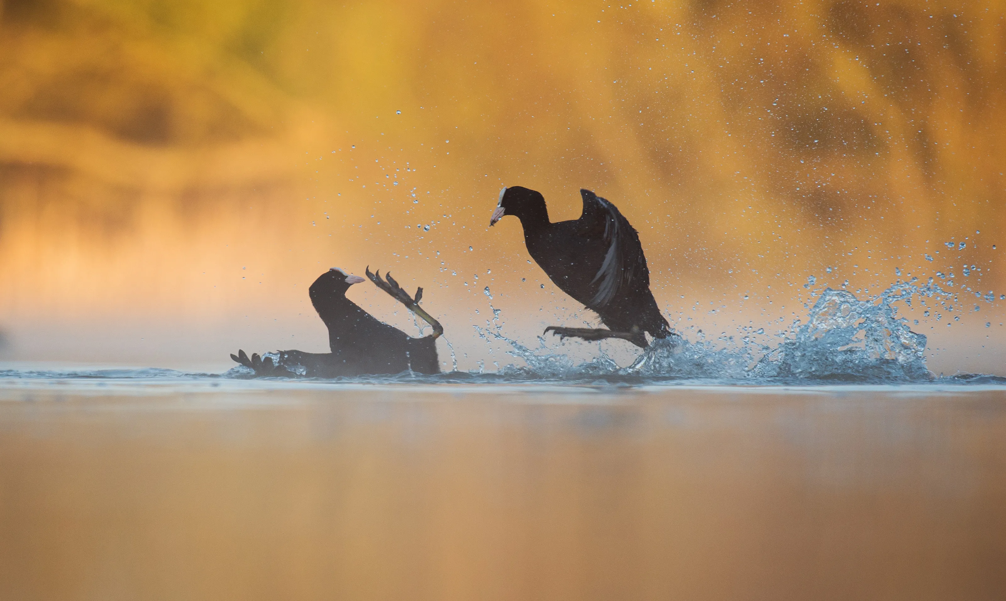 Bird Behaviour