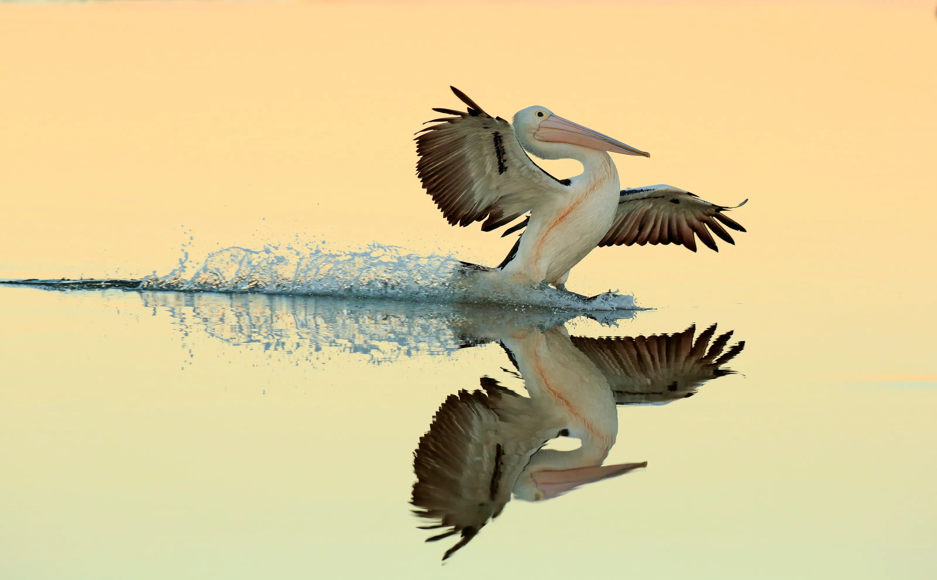 Birds in Flight