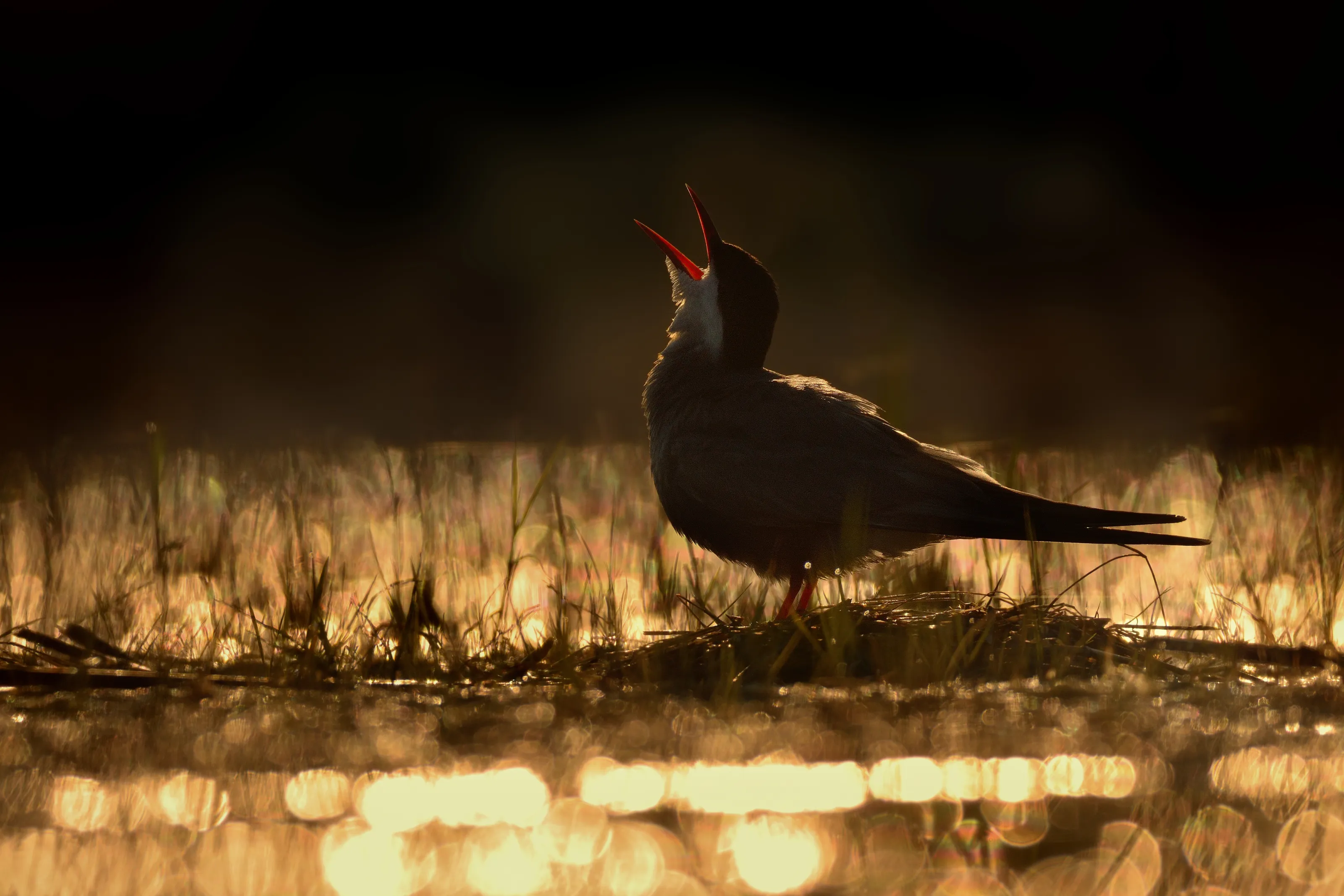 Young Bird Photographer of the Year 2018