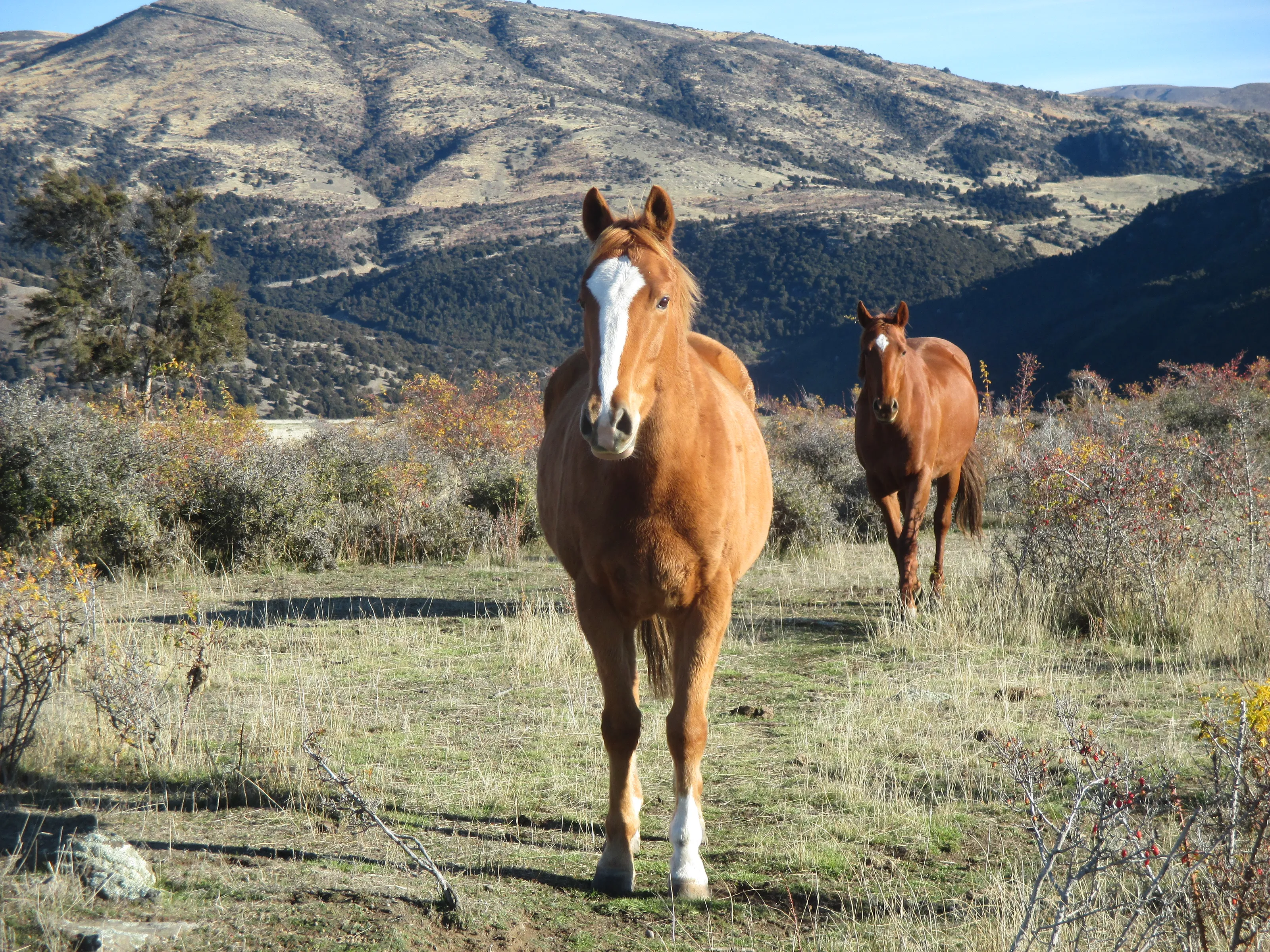 Horses and ponies!