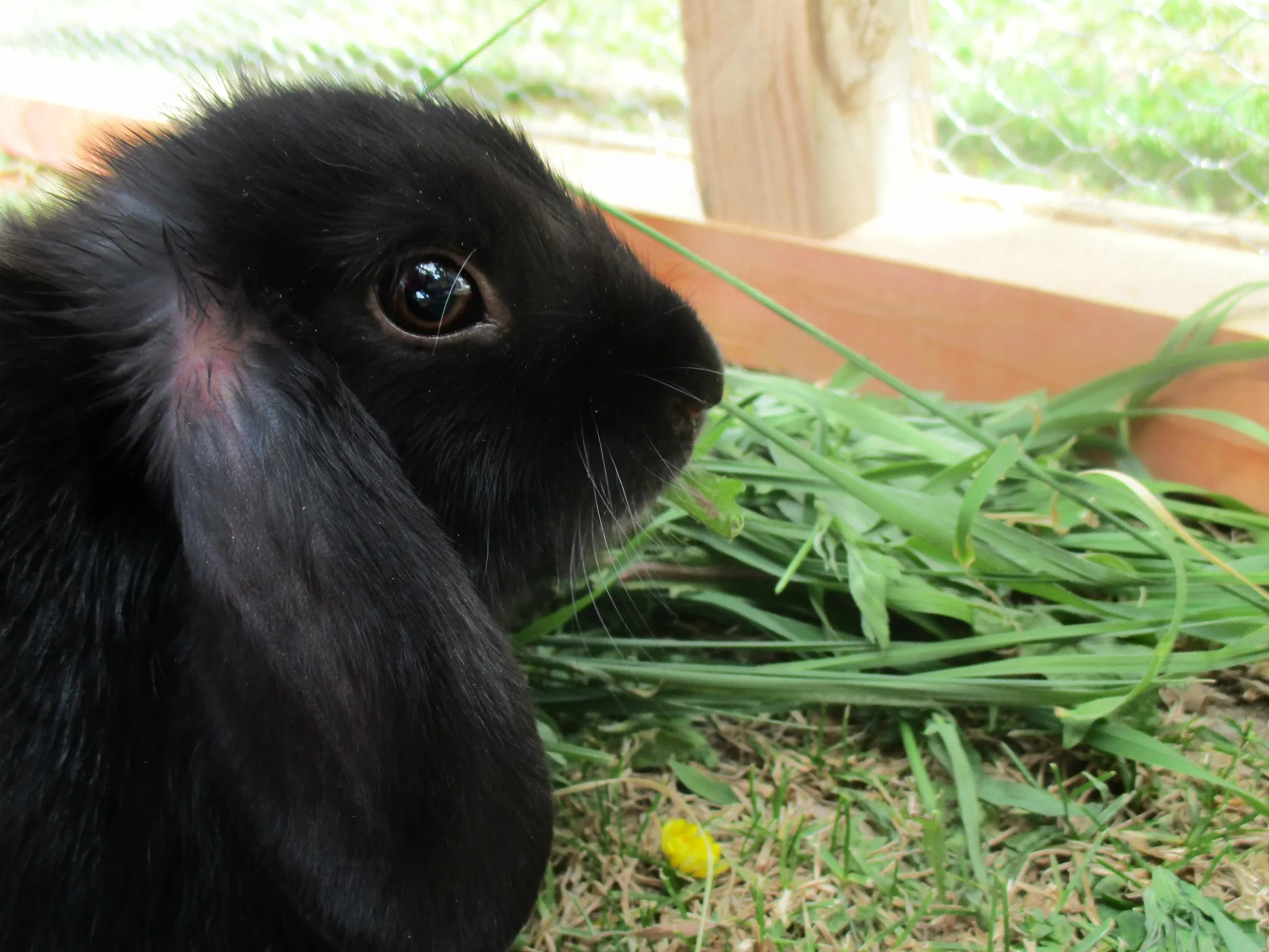 rabbits