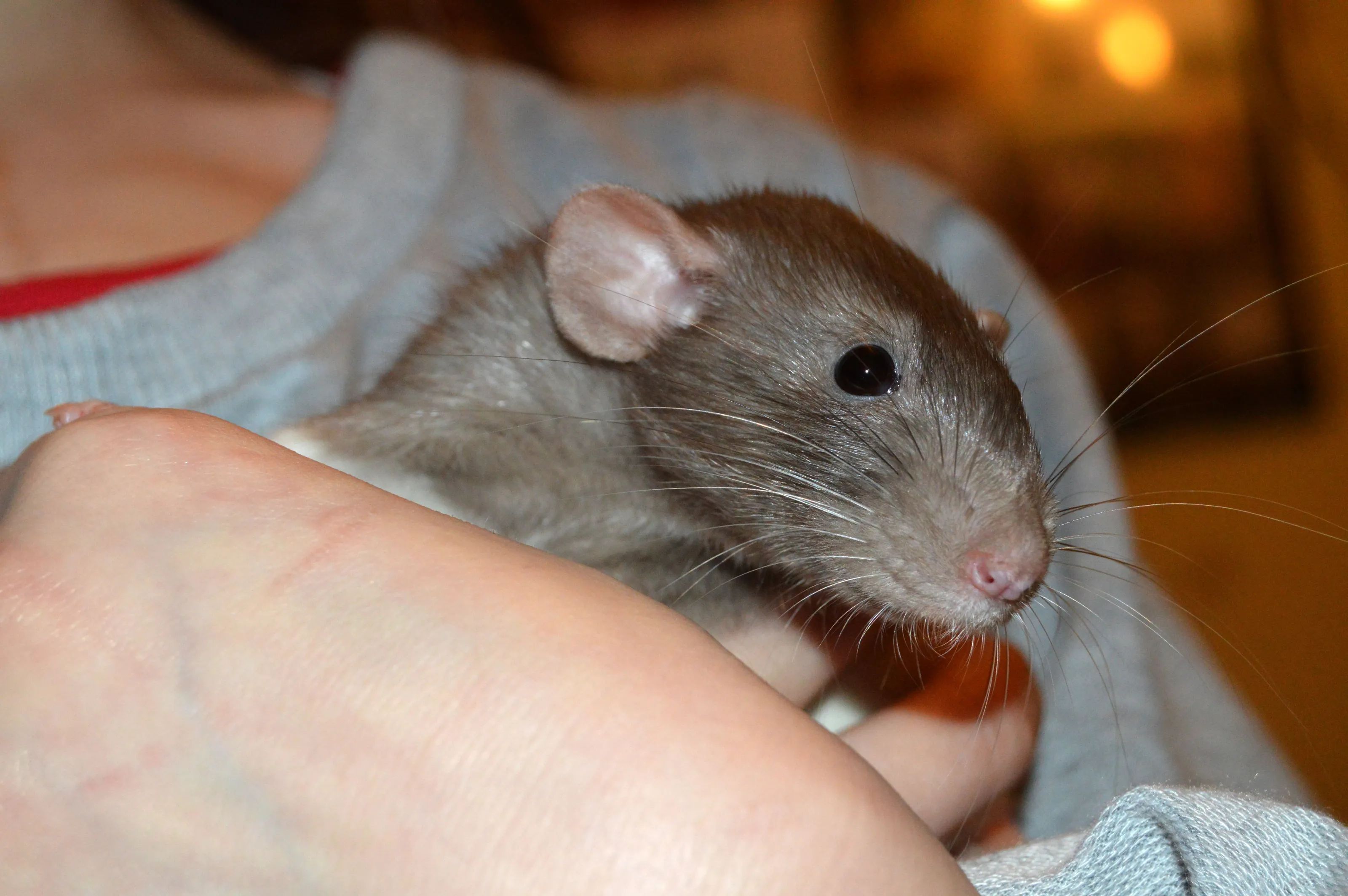 Pet Rodents