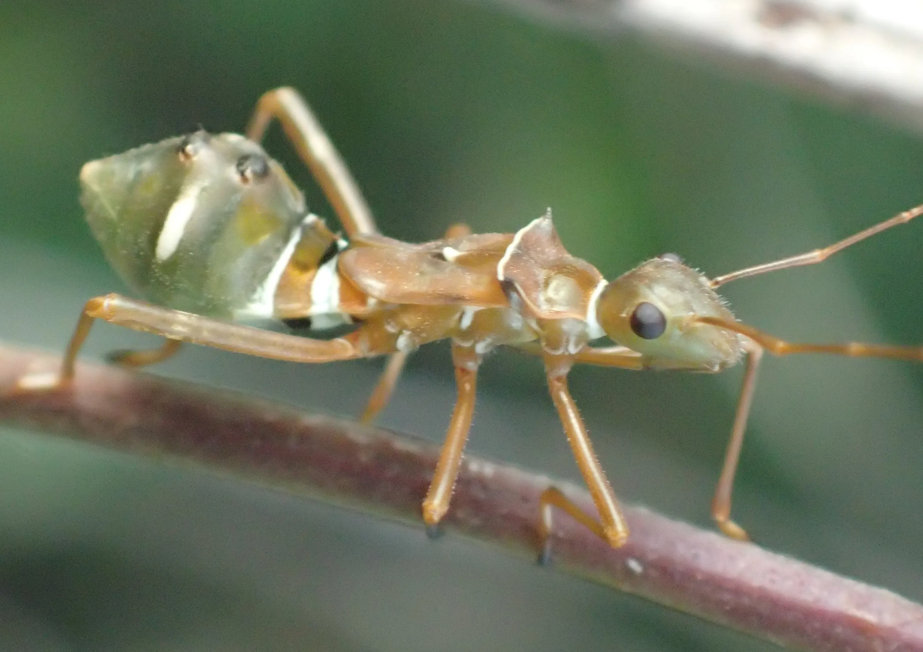 Ant Mimics of The Insect World