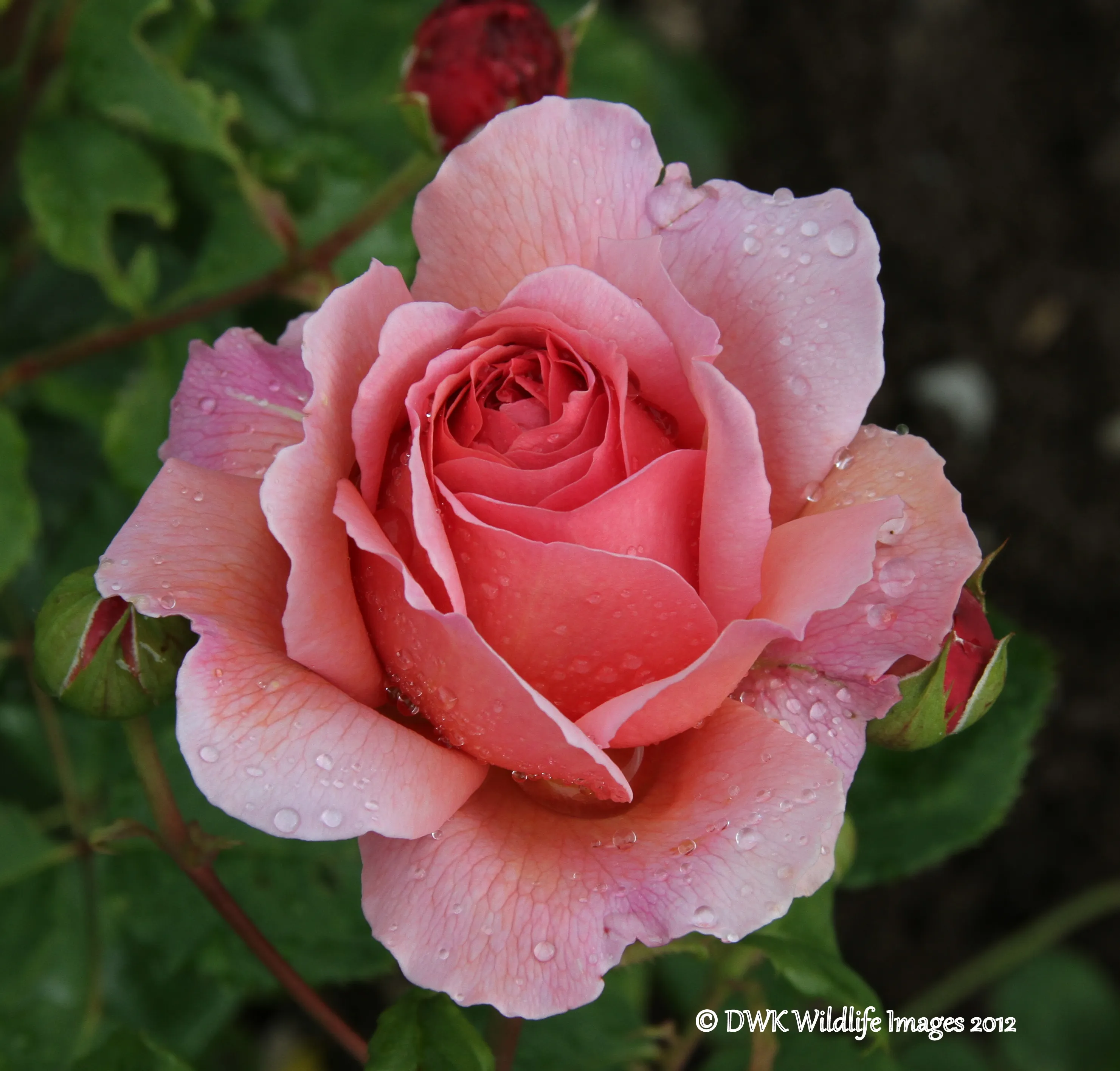 The Rose