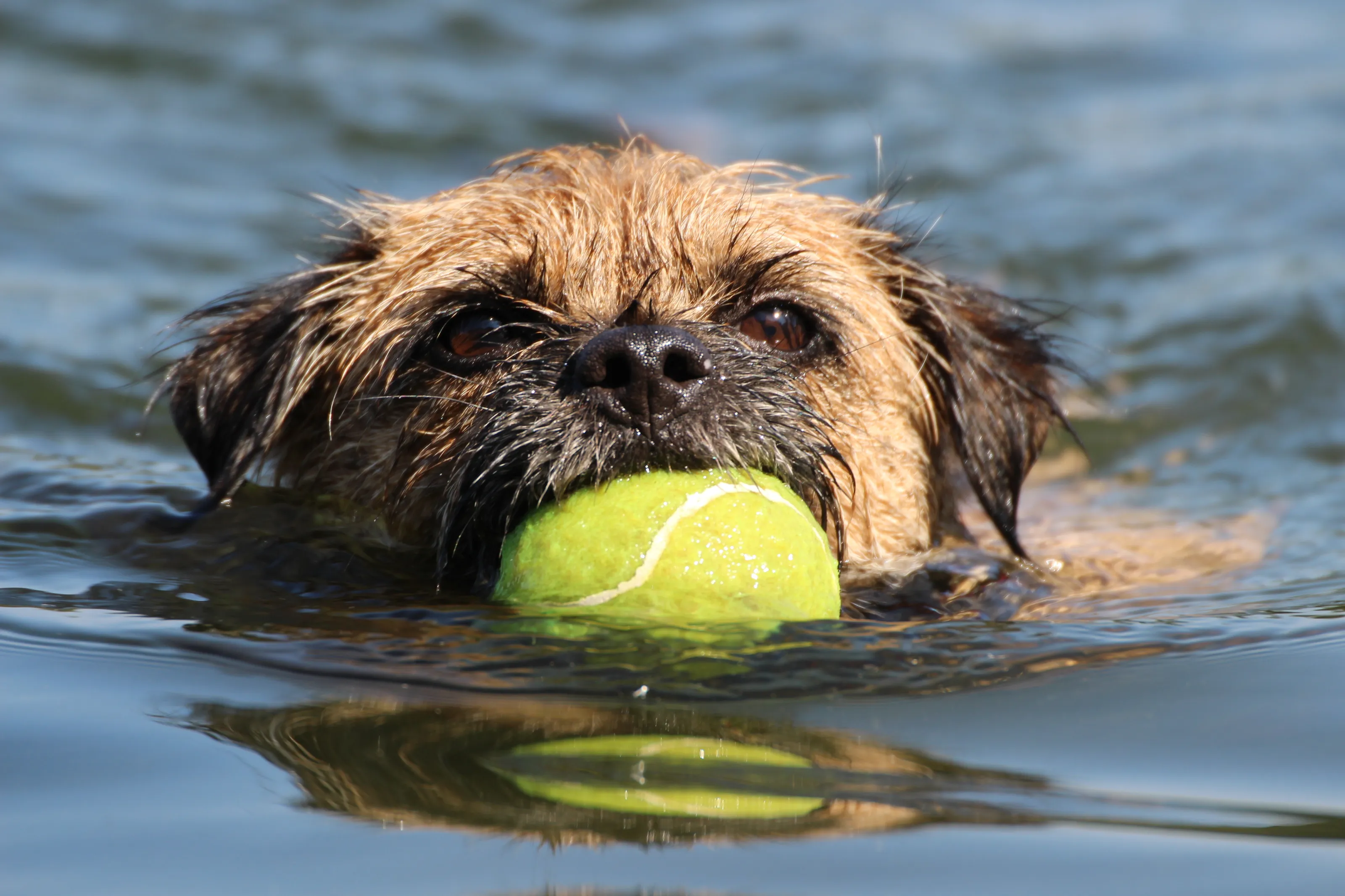 Border Terriers (Dogs)