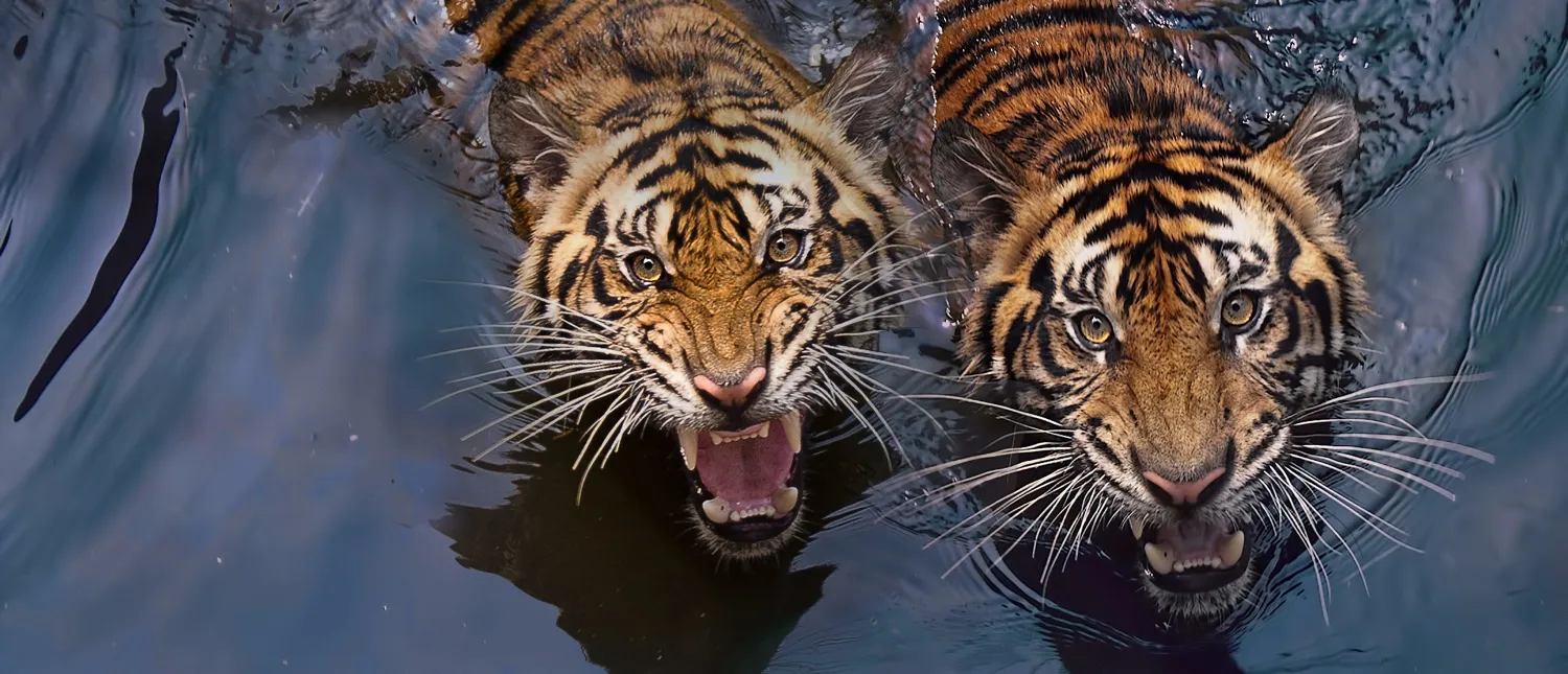 Big cats