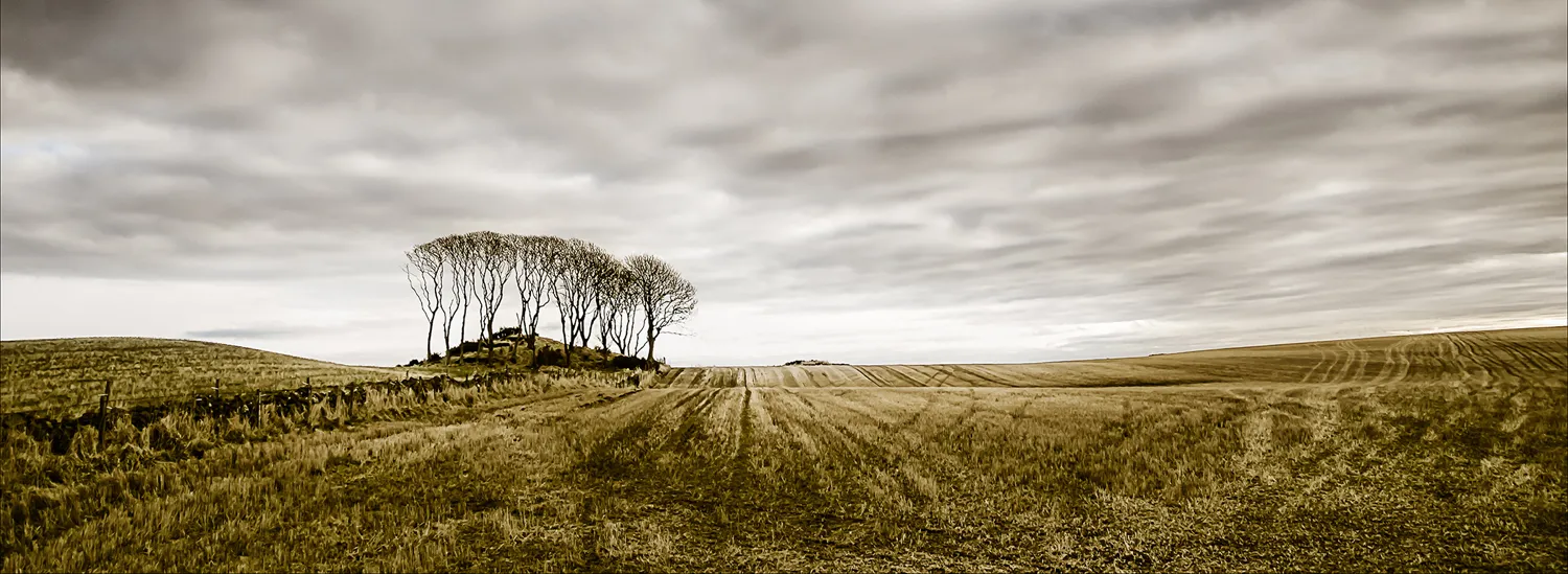 Trees