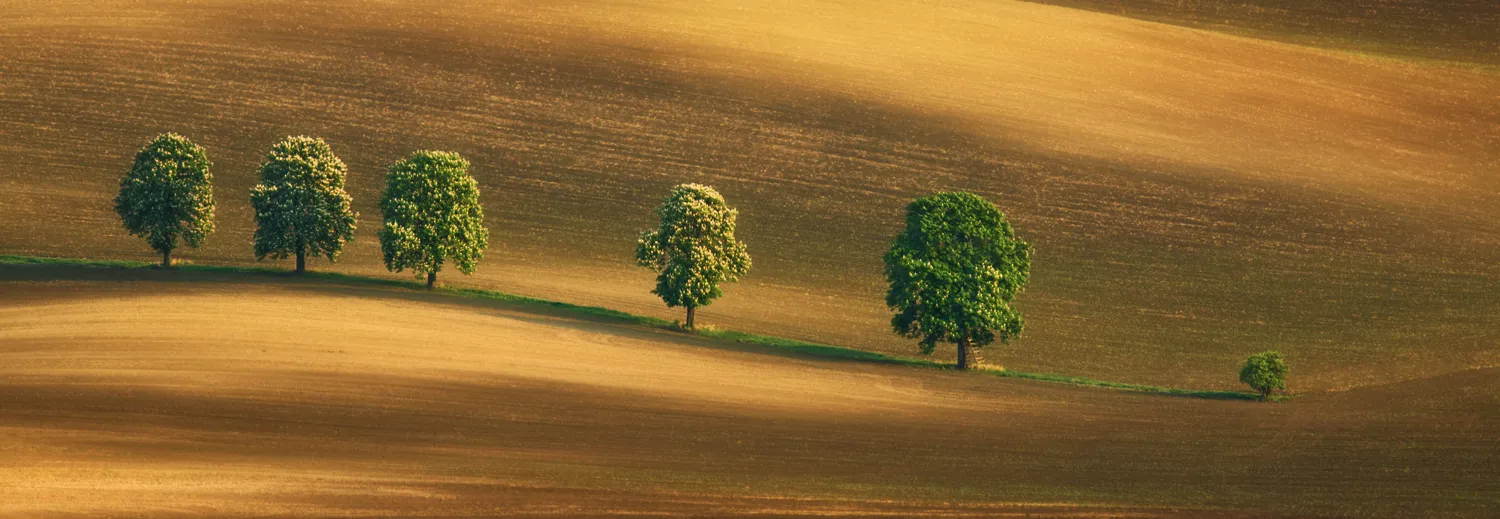 Trees