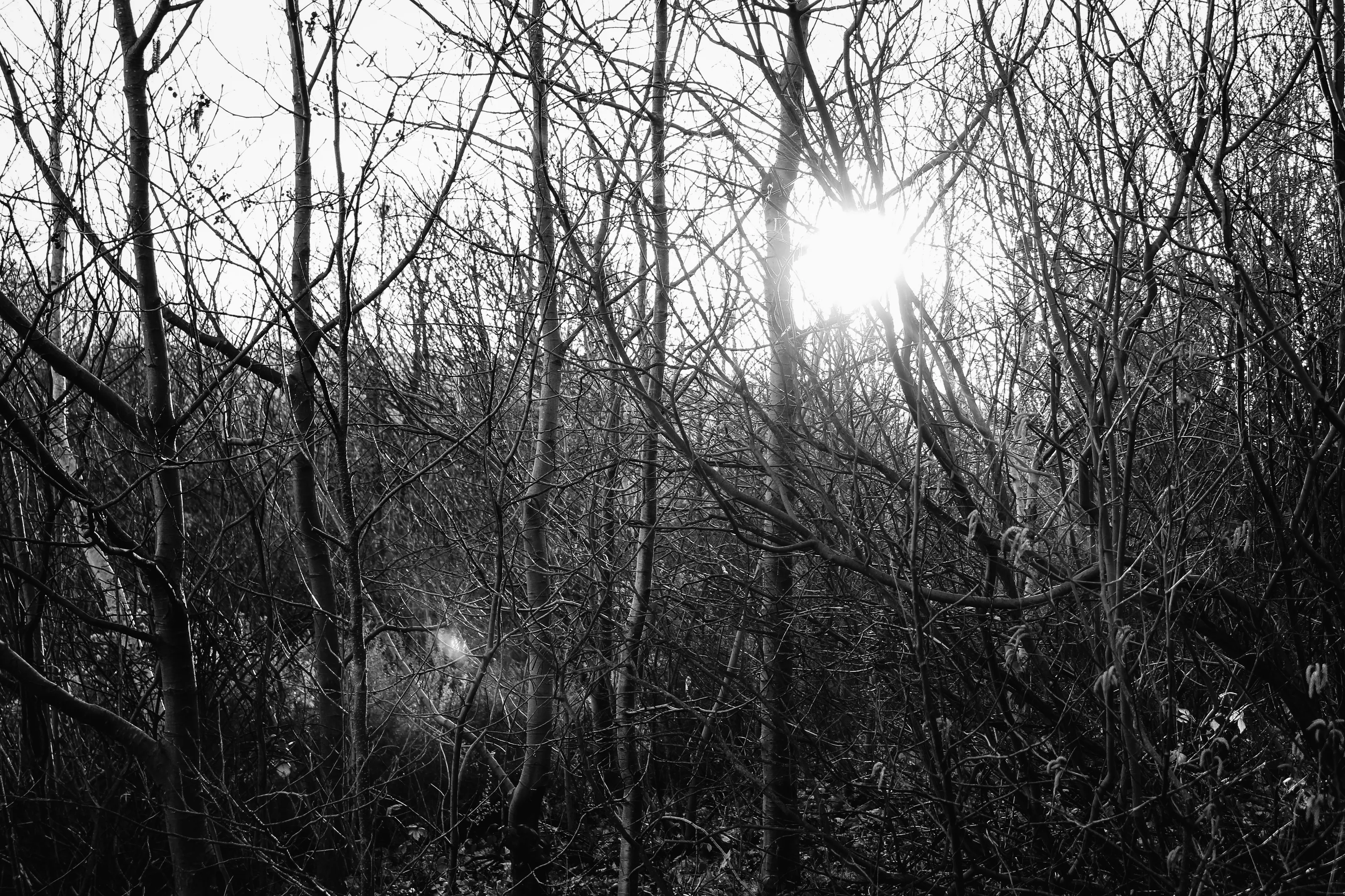 Human insignificance to trees
