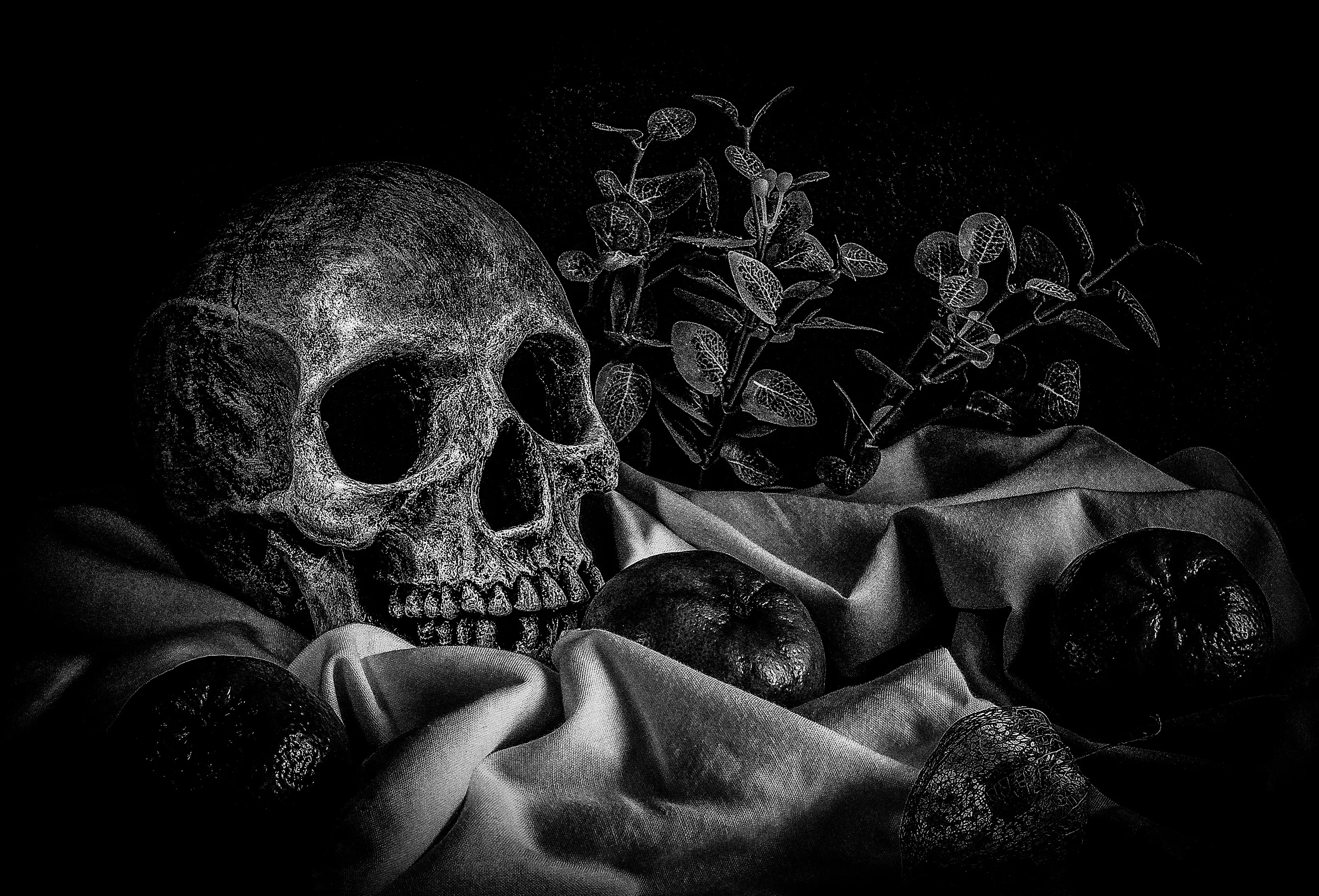 The Human Skull
