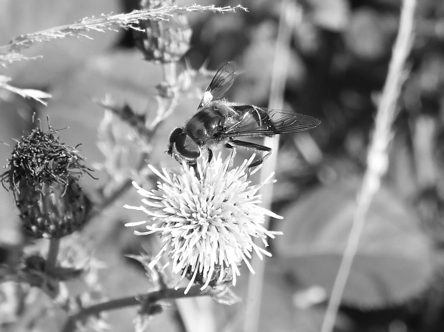 Black and white macro nature