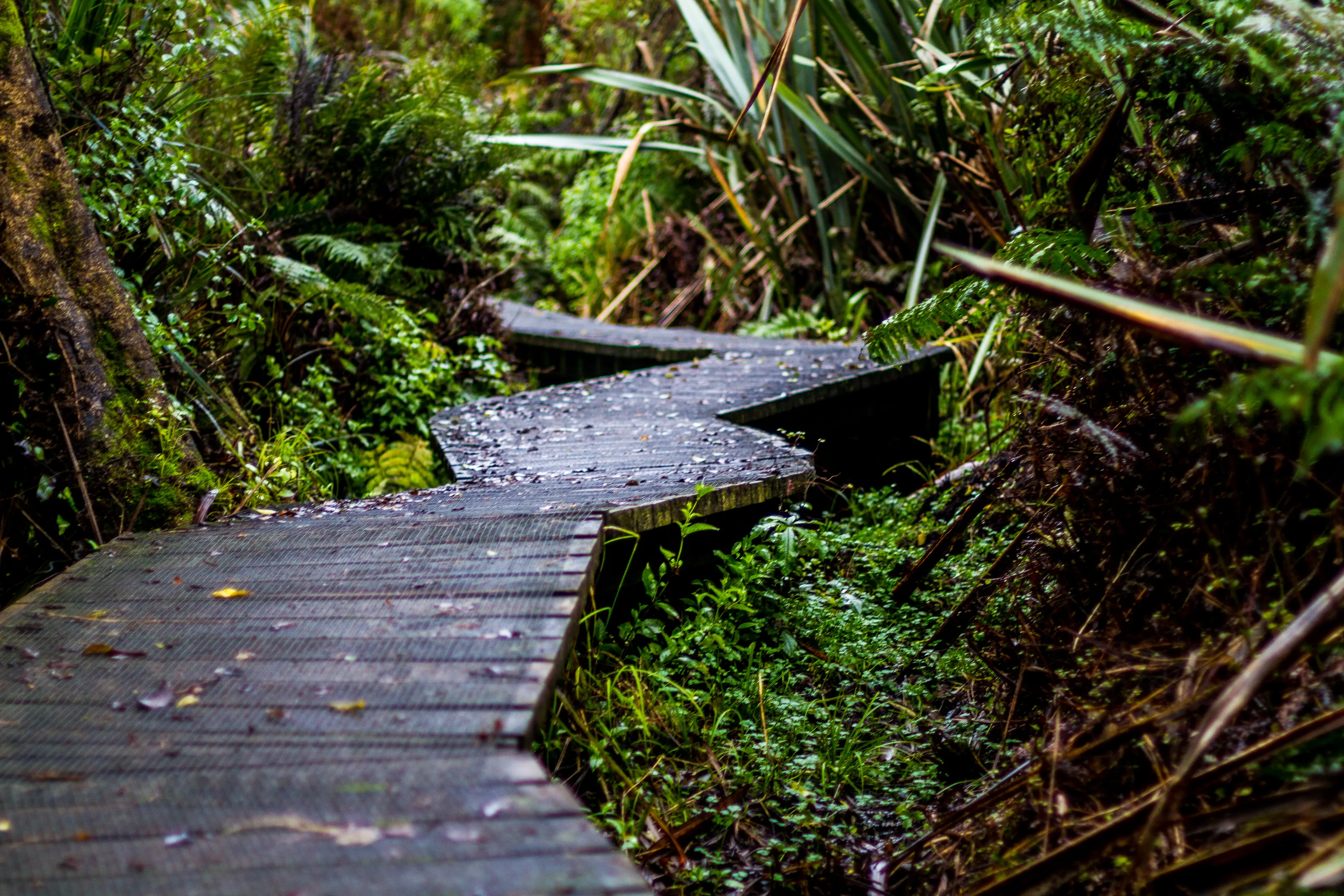 A Walk in the Bush