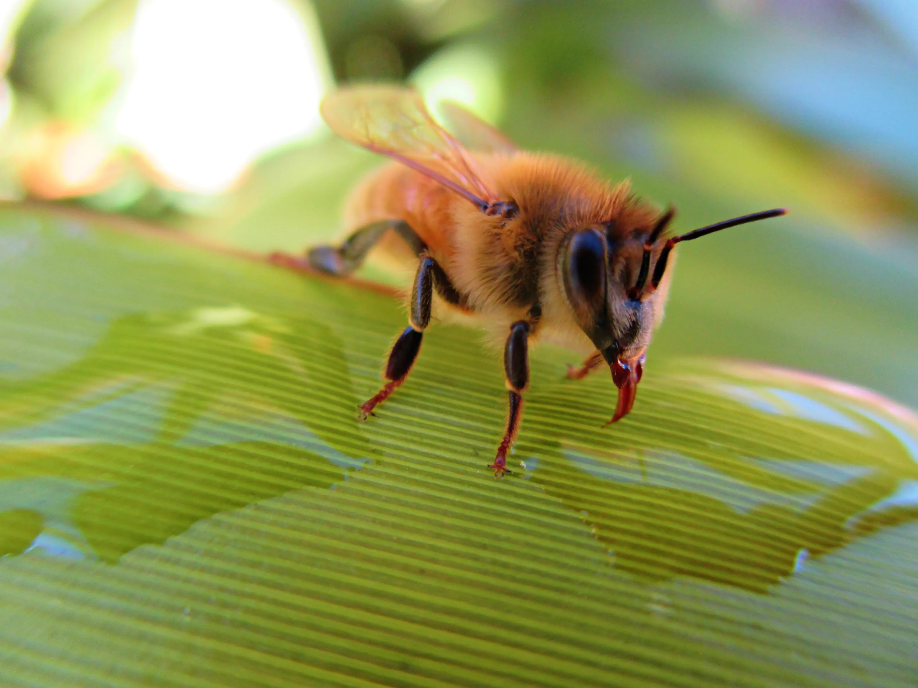 honey bees!