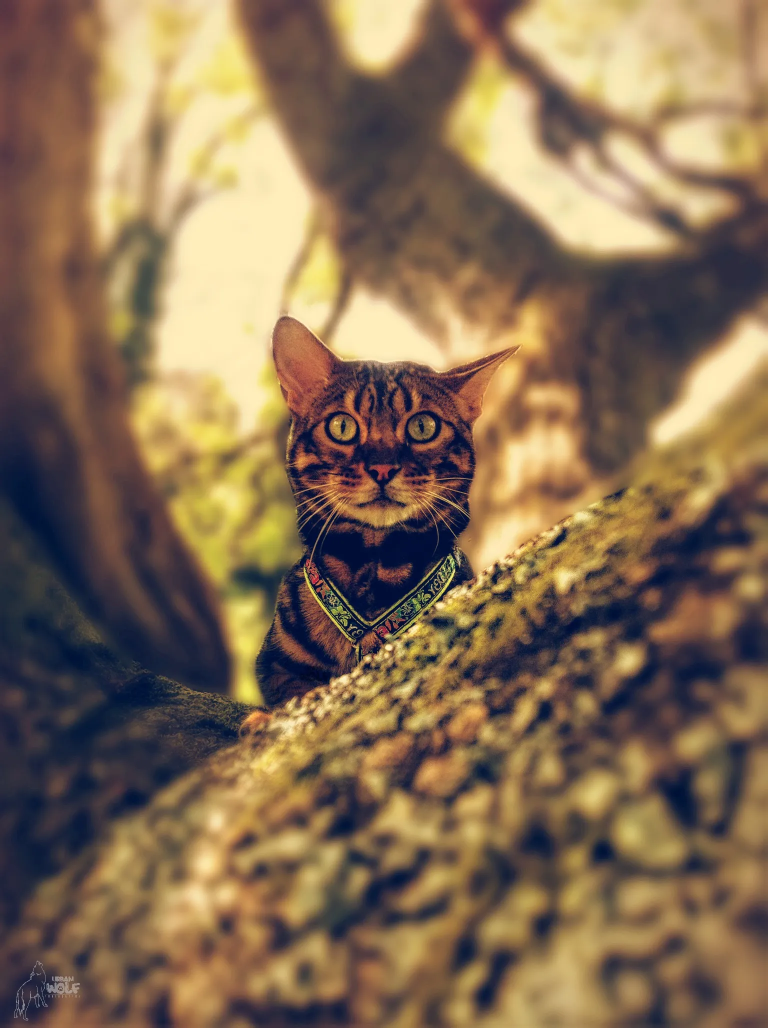 My Furry Friend