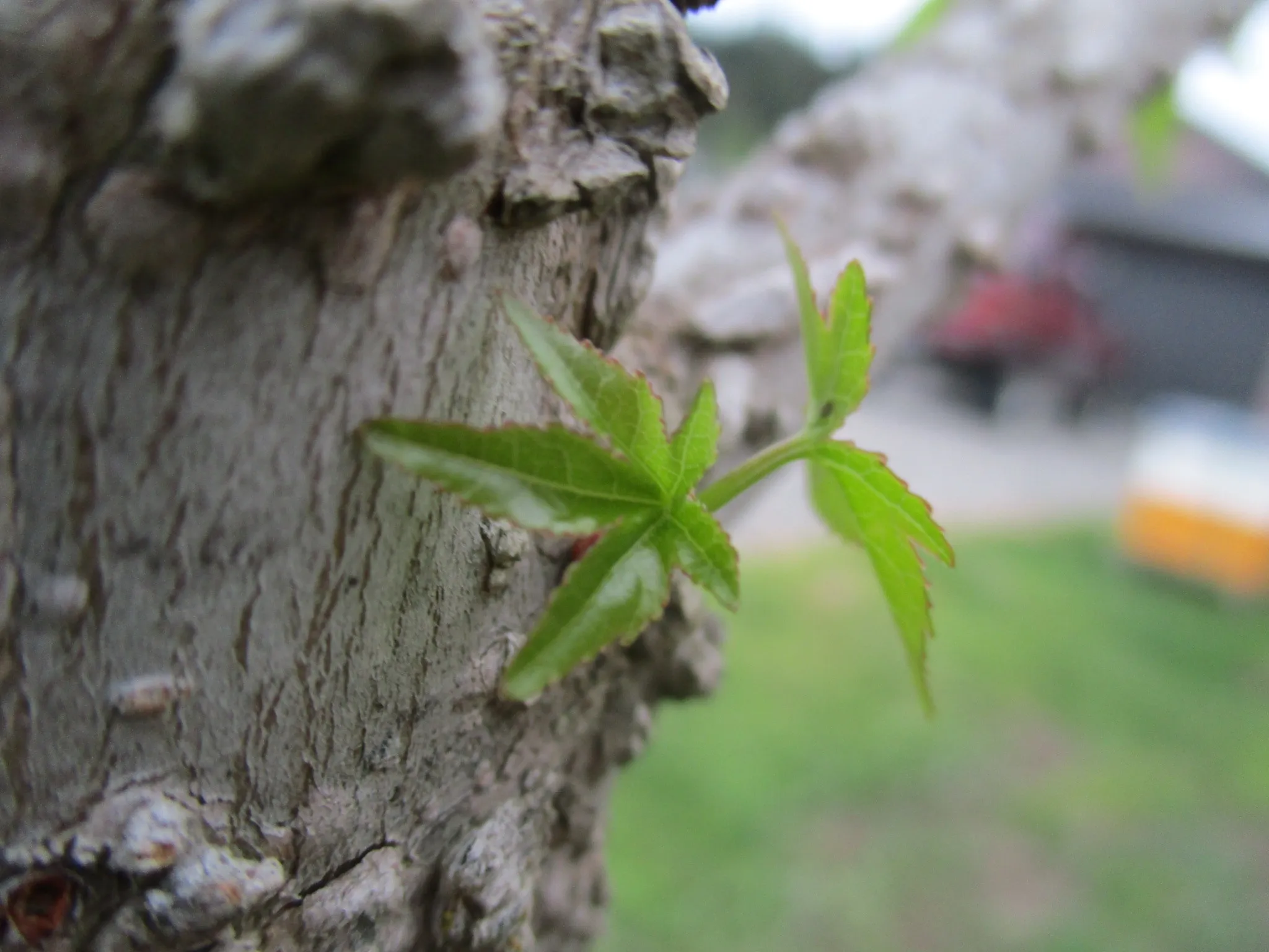 New growth