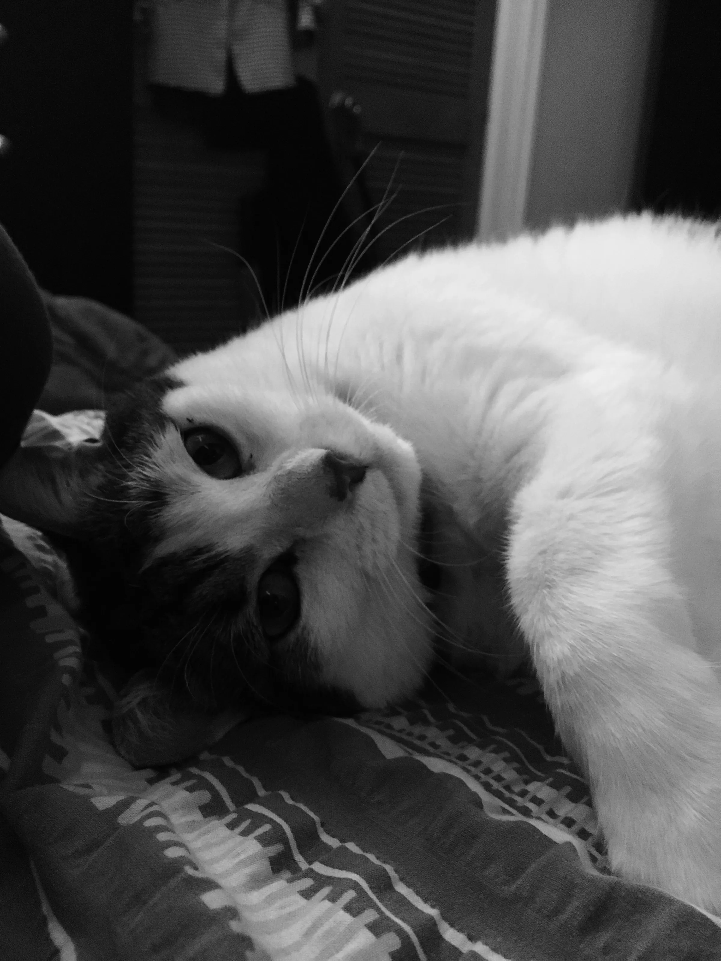 Domestic cats