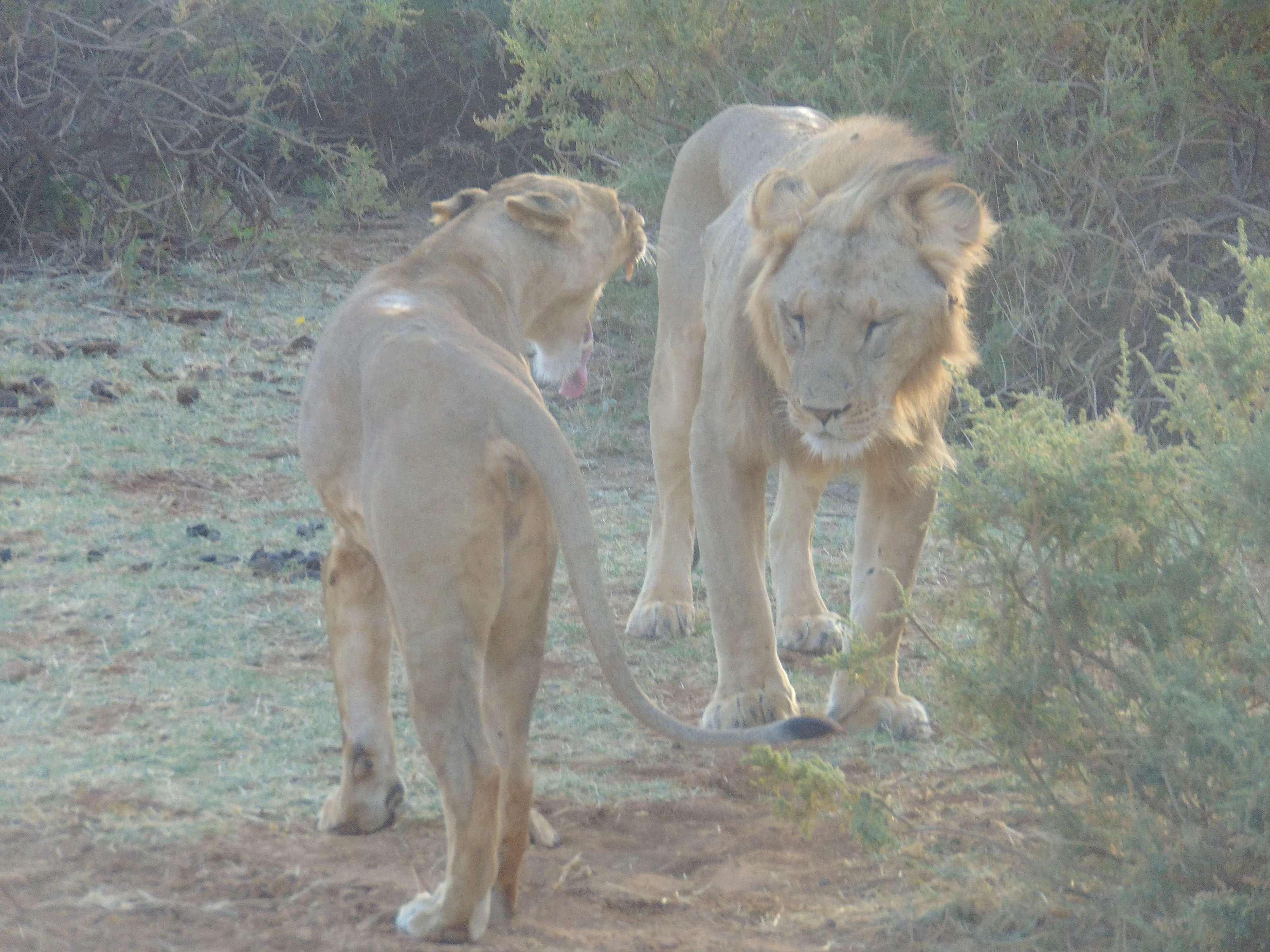 A Taste Of Africa