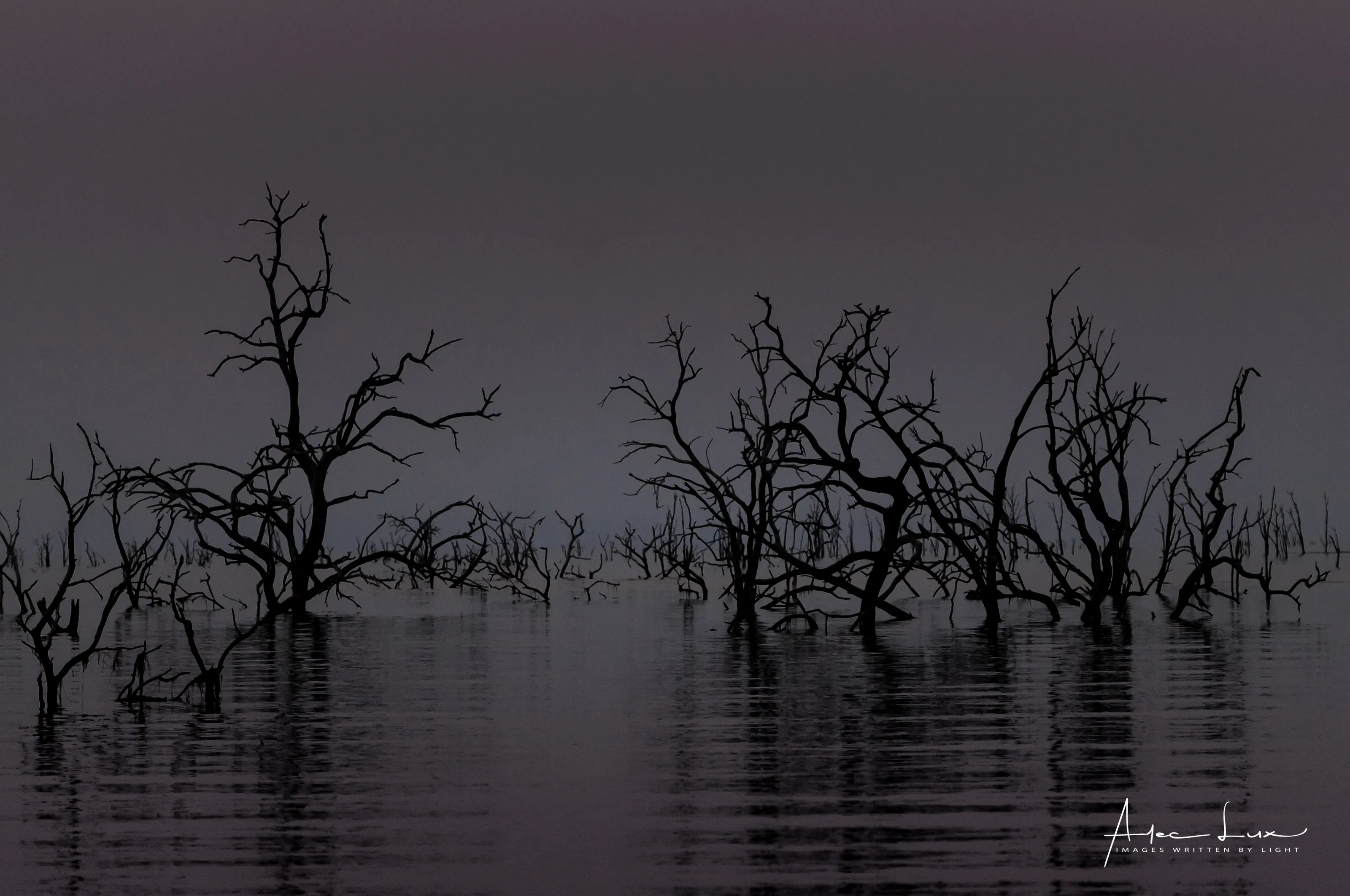 Dead Trees