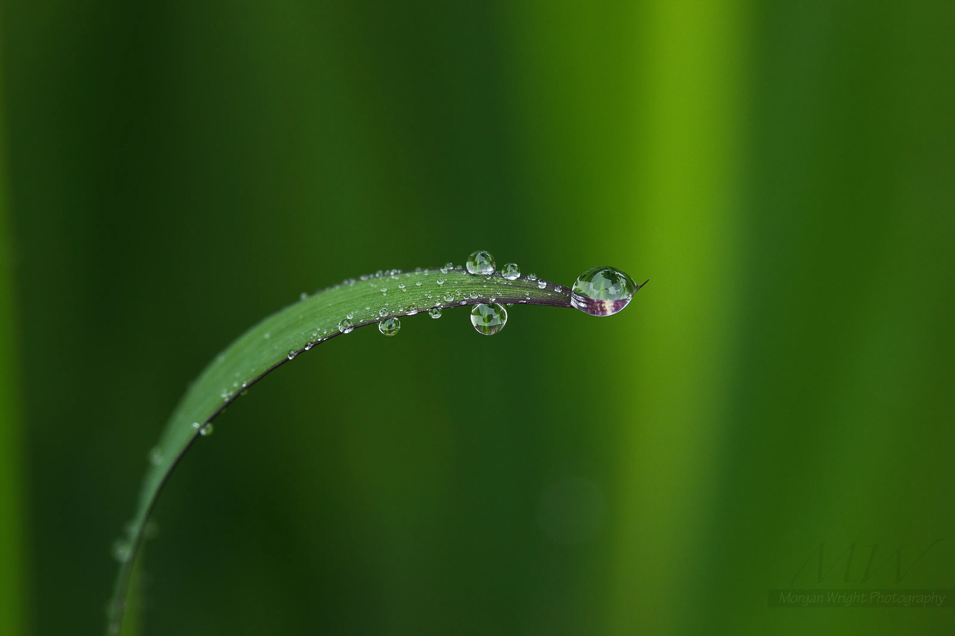 Waterdrops