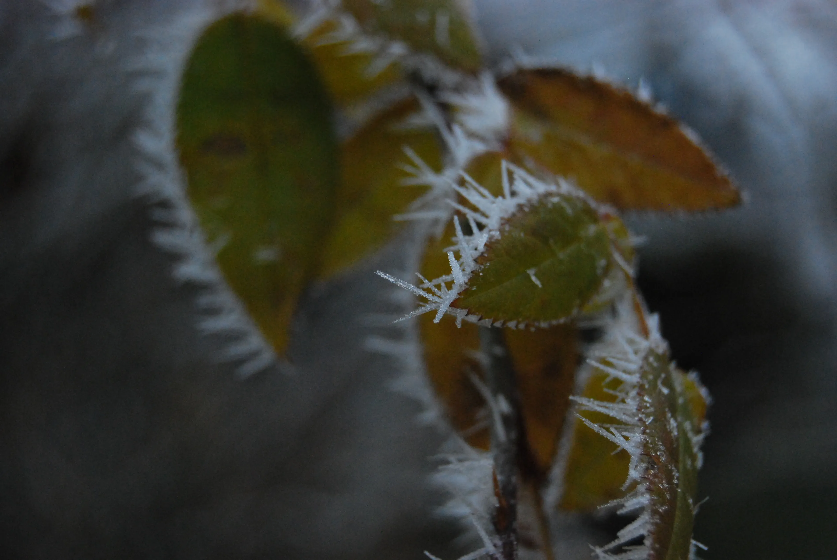 COLD