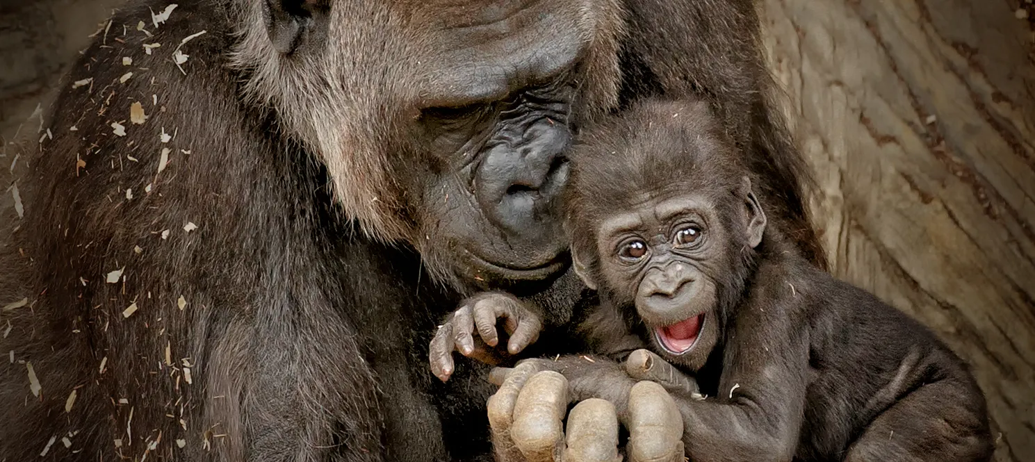 Monkeys and apes