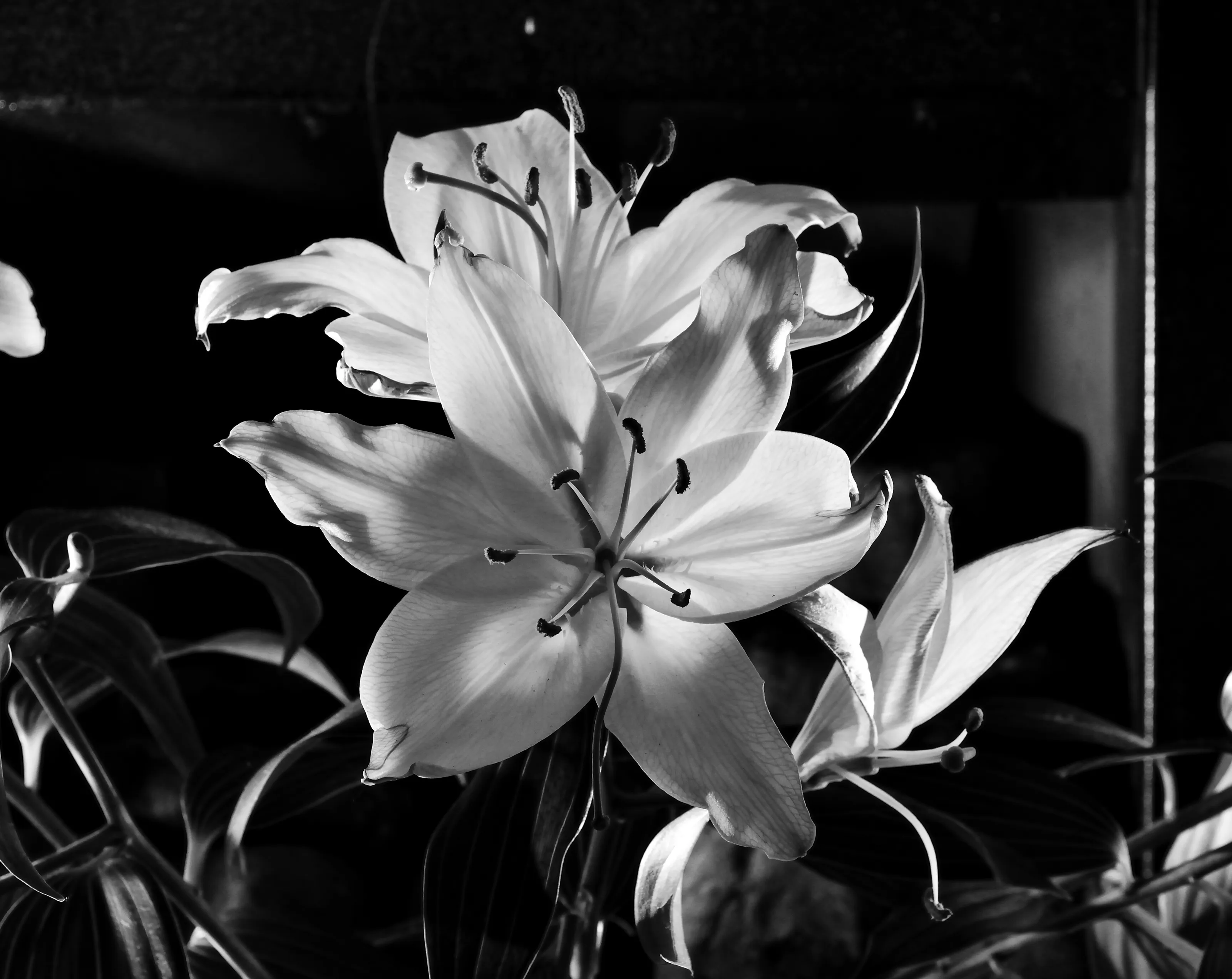 Black and White Plants and Flowers