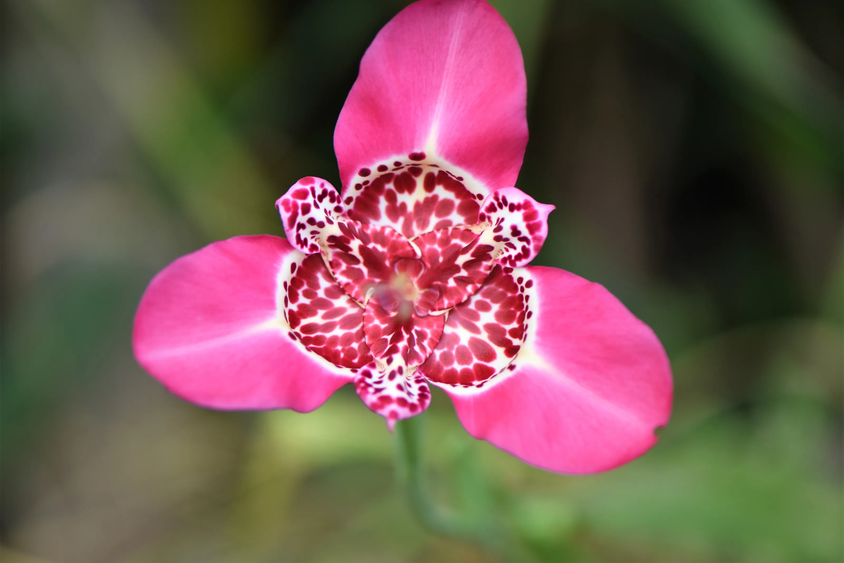 Flower Petals