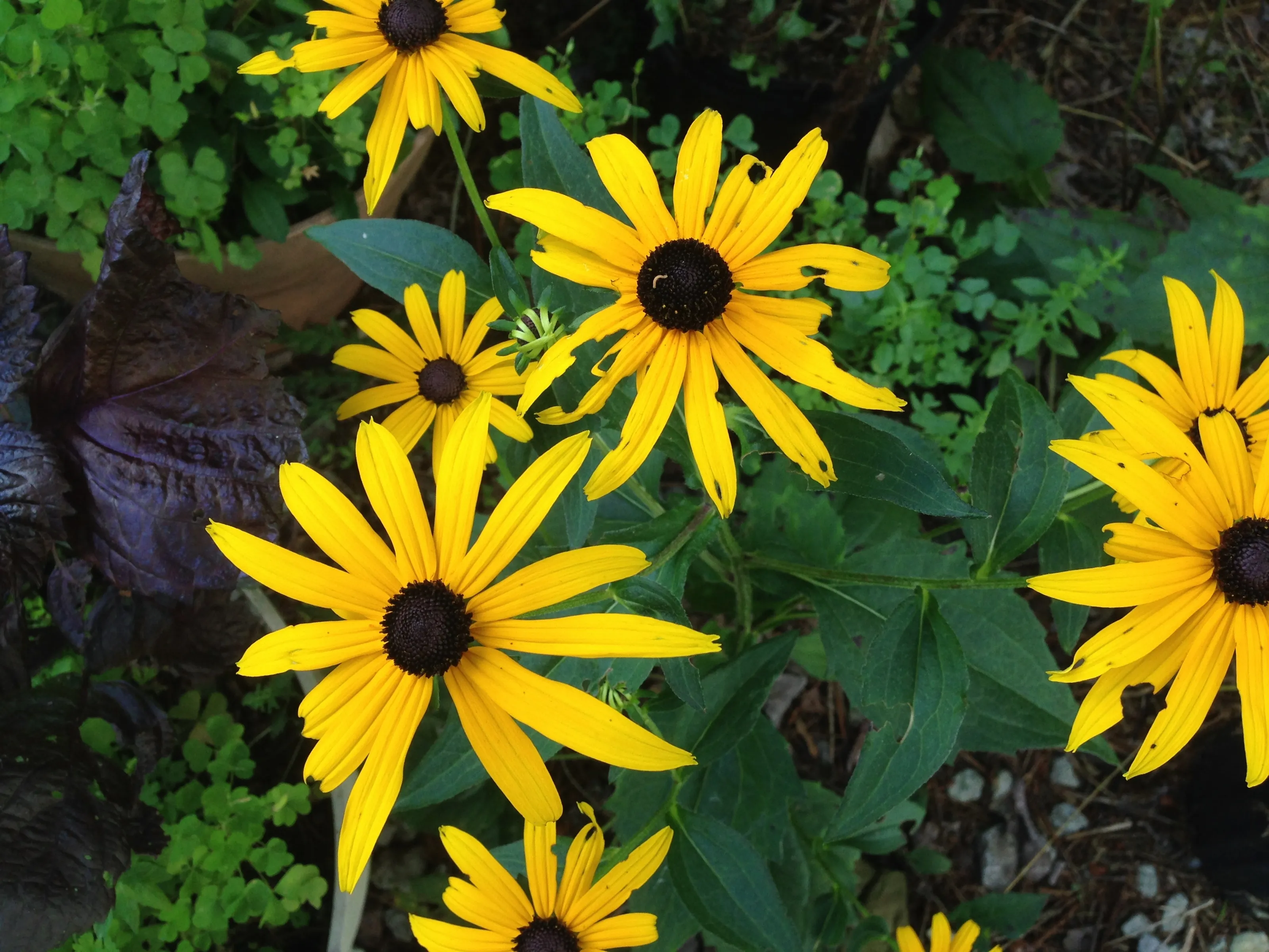 Macro Flowers