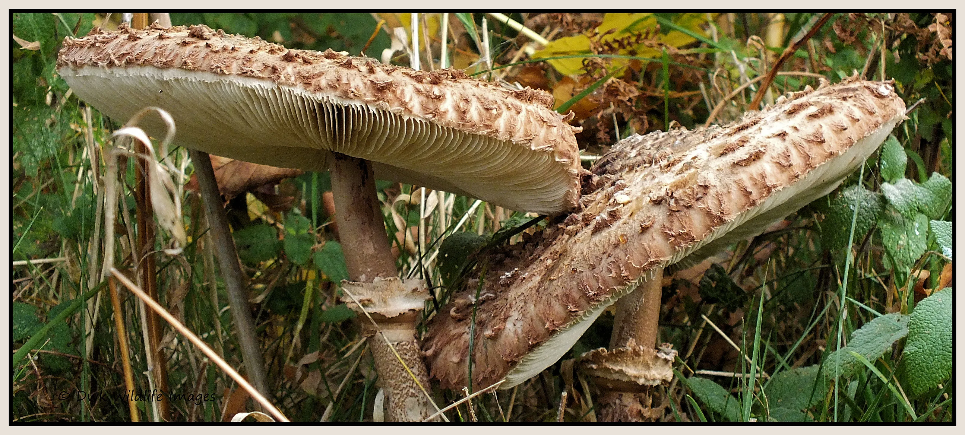 Mushrooms & Toadstools