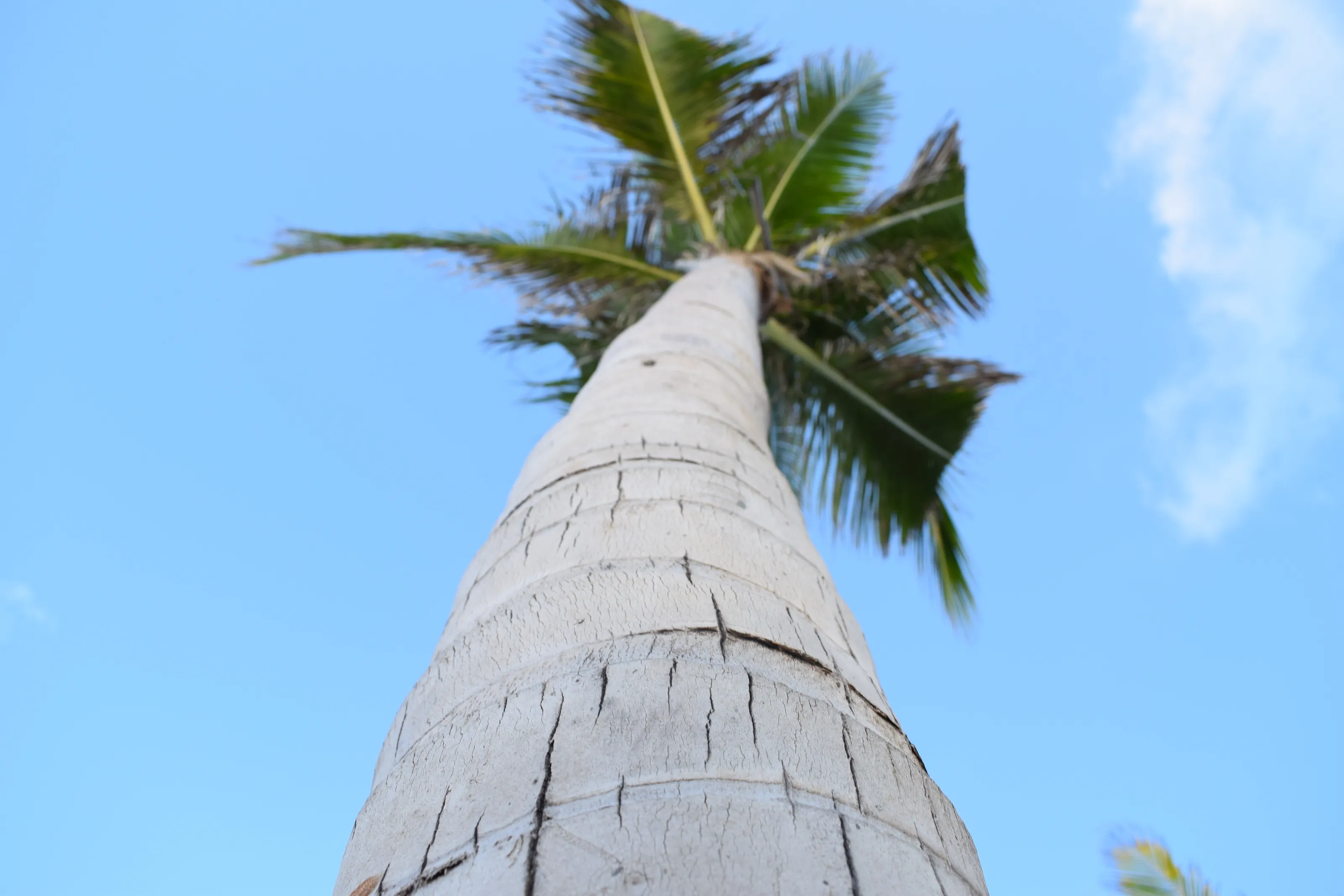 Palms