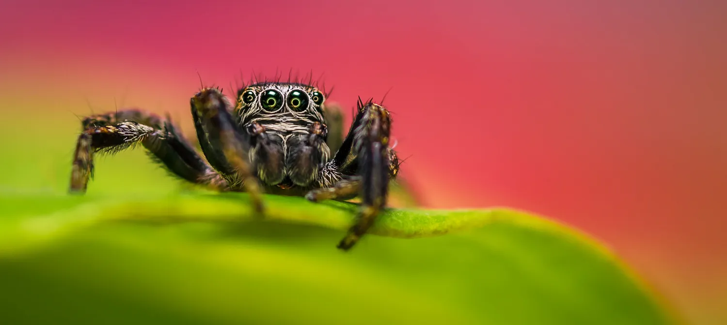 Creepy crawlies