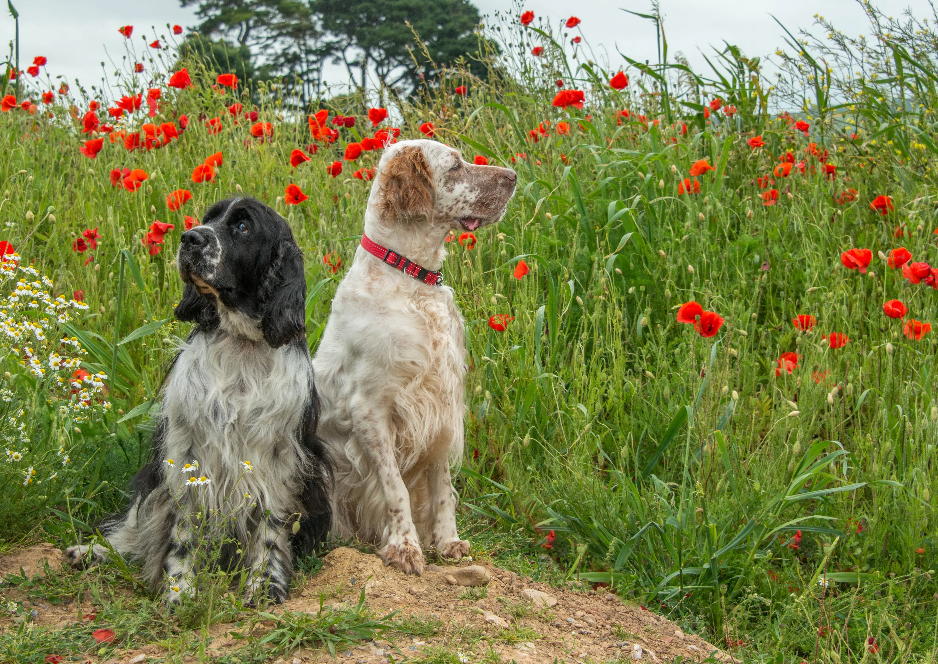 Amongst the Poppies