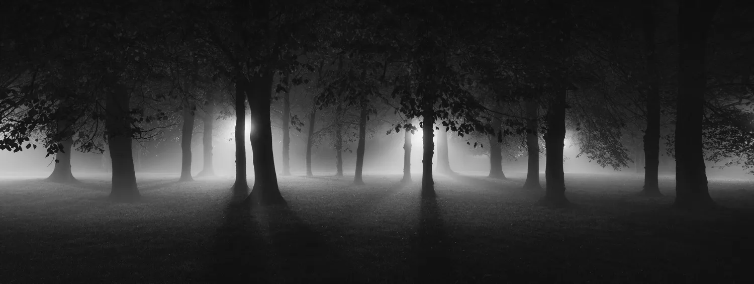 Nature at night