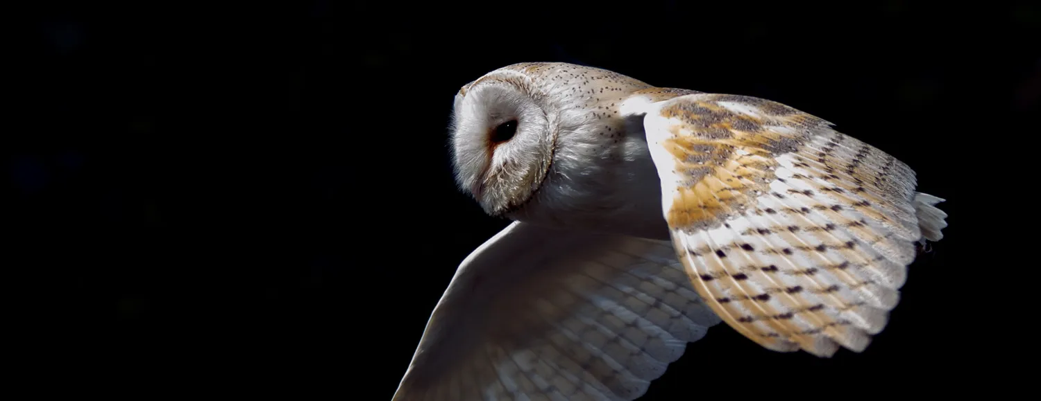 Nature at night